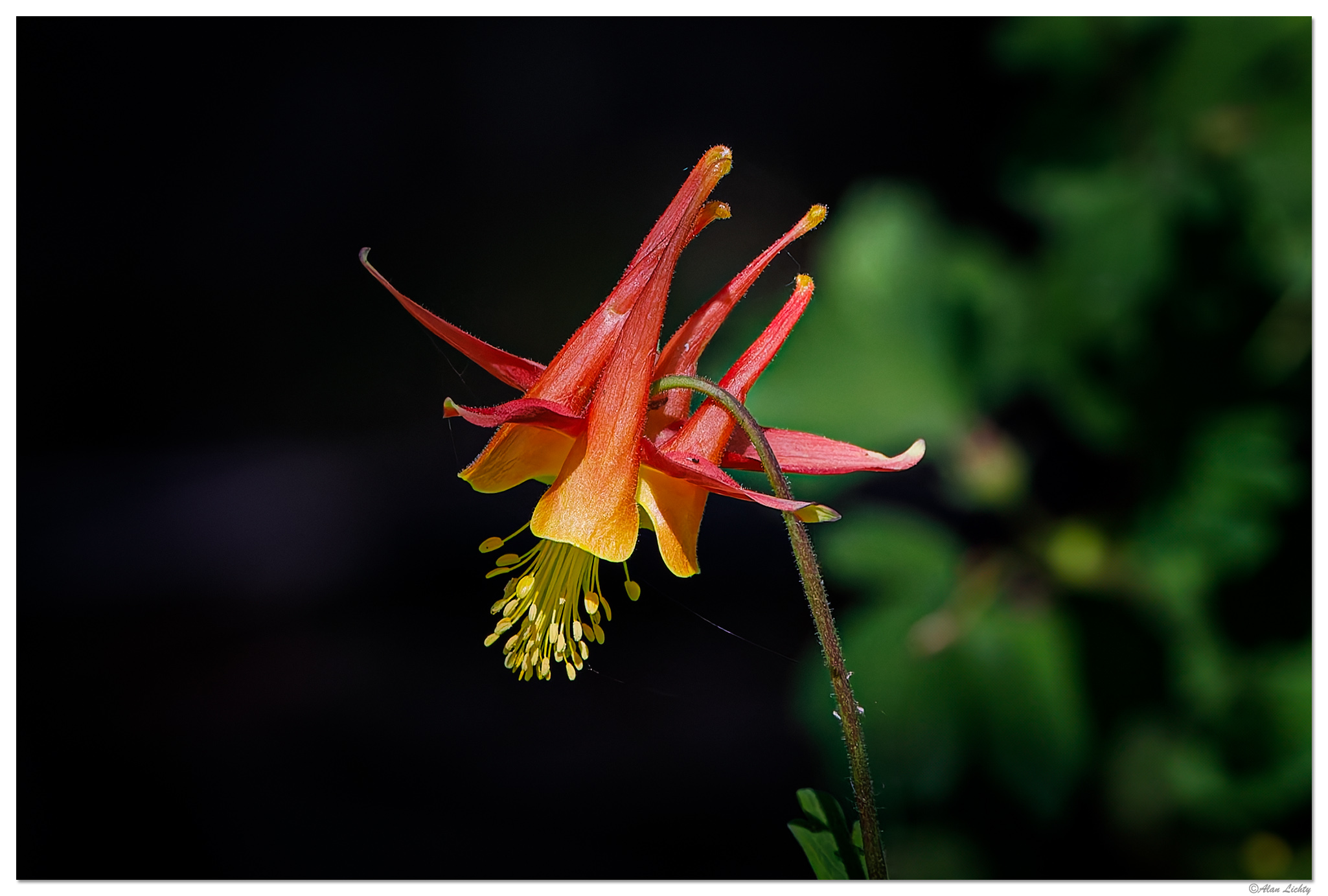 C5D4_FirecrackerColumbine051124.jpg