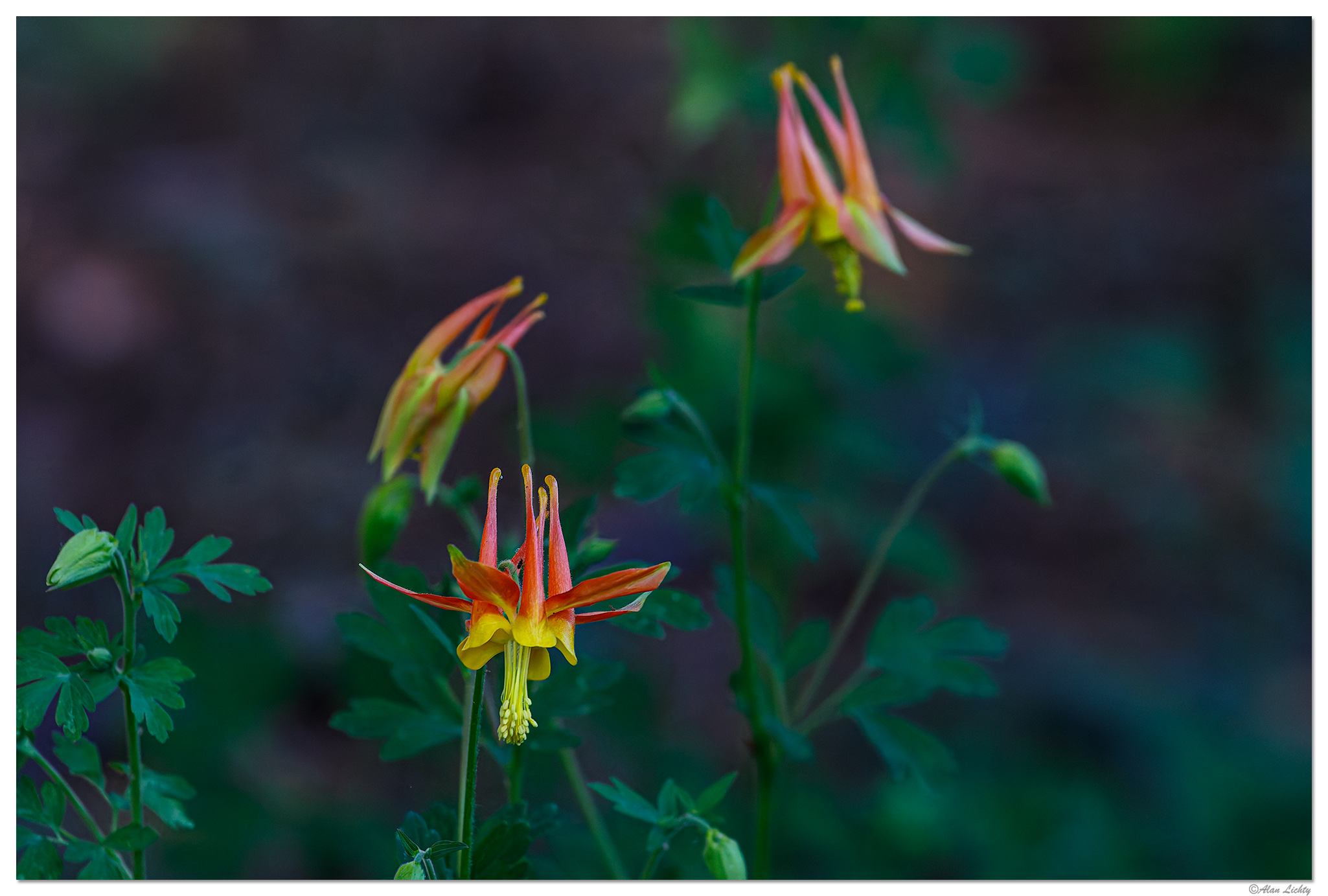 C5D4_FirecrackerColumbine051224.jpg