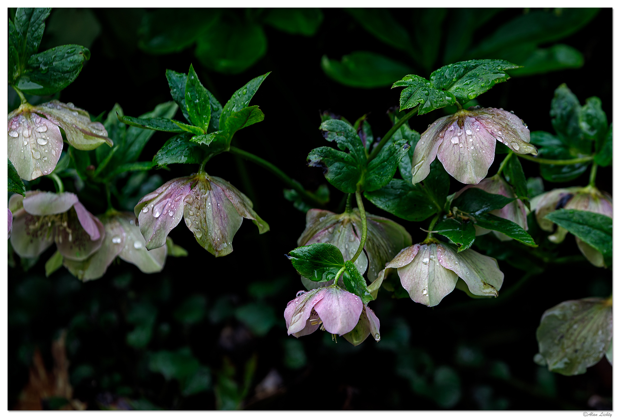 C5D4_HelleborusOrientalis032524.jpg