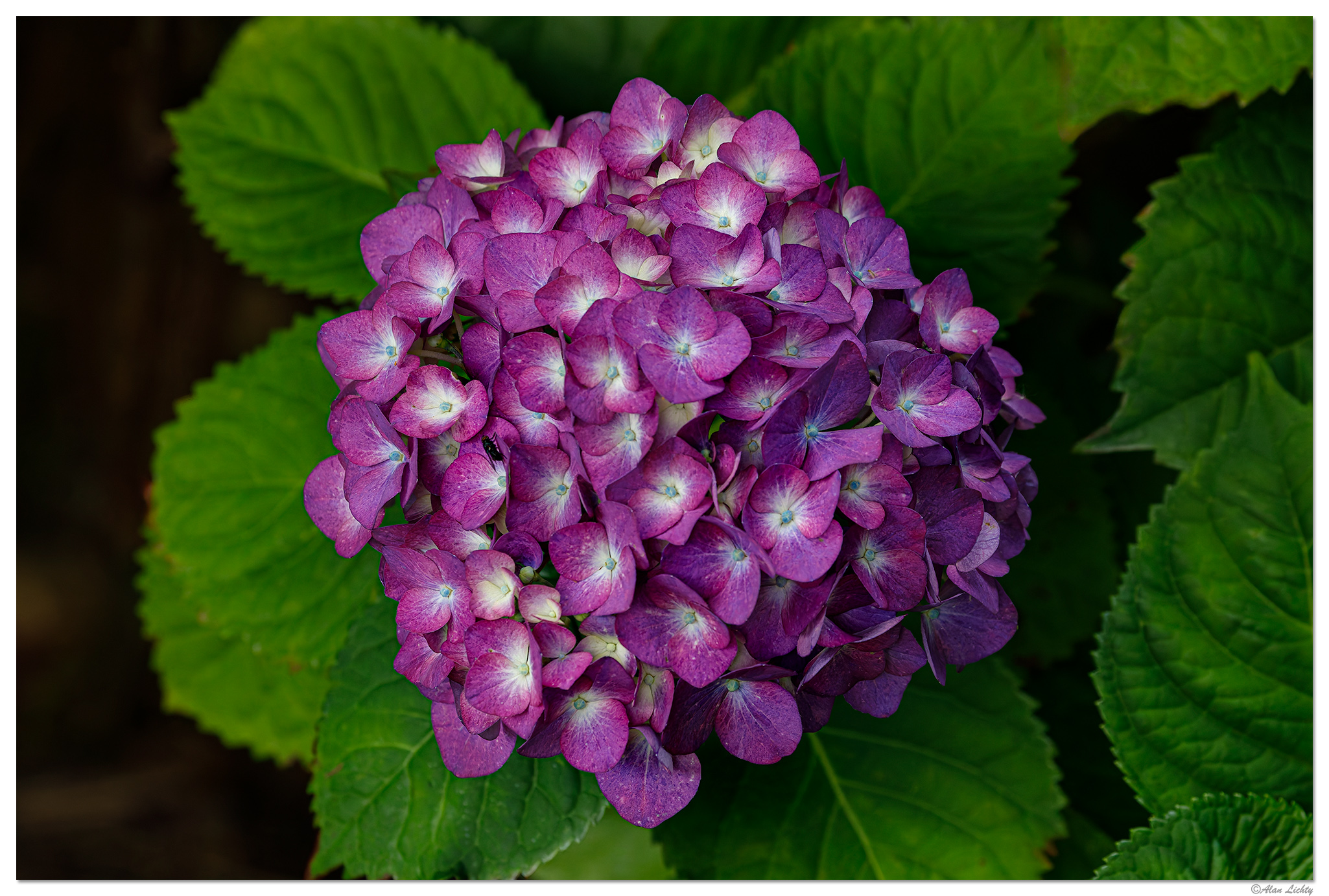 C5D4_Hydrangea01-070124.jpg