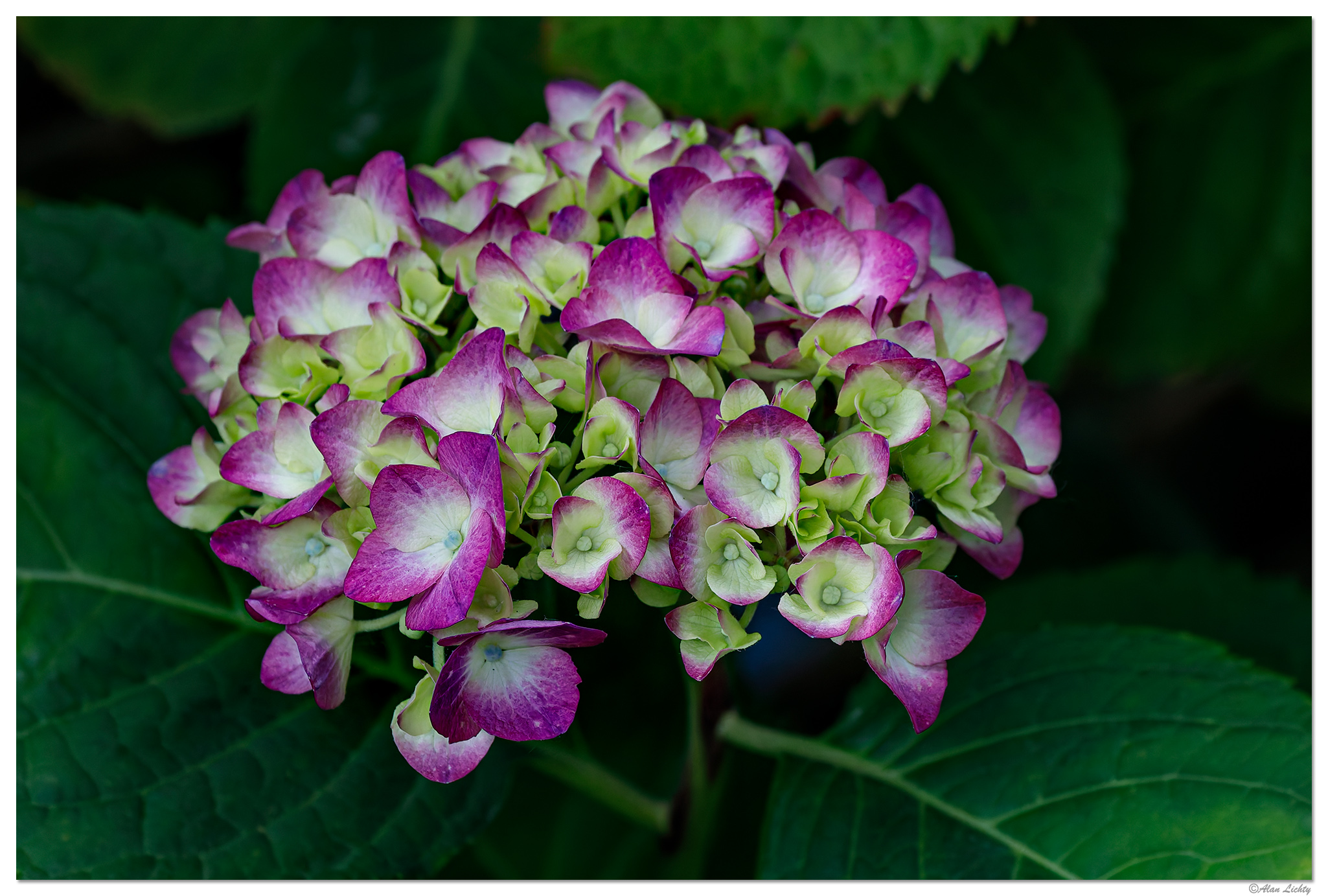 C5D4_Hydrangea02-070124.jpg