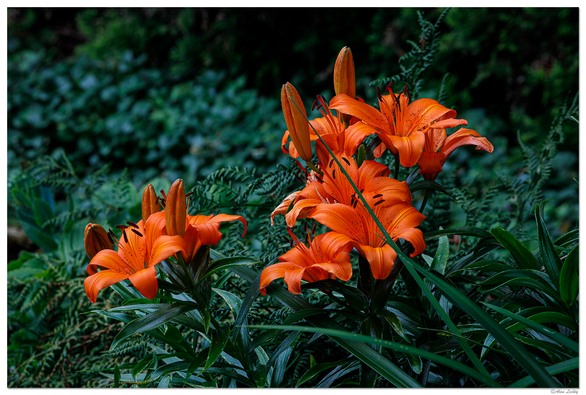 C5D4_ODLilies061723.jpg