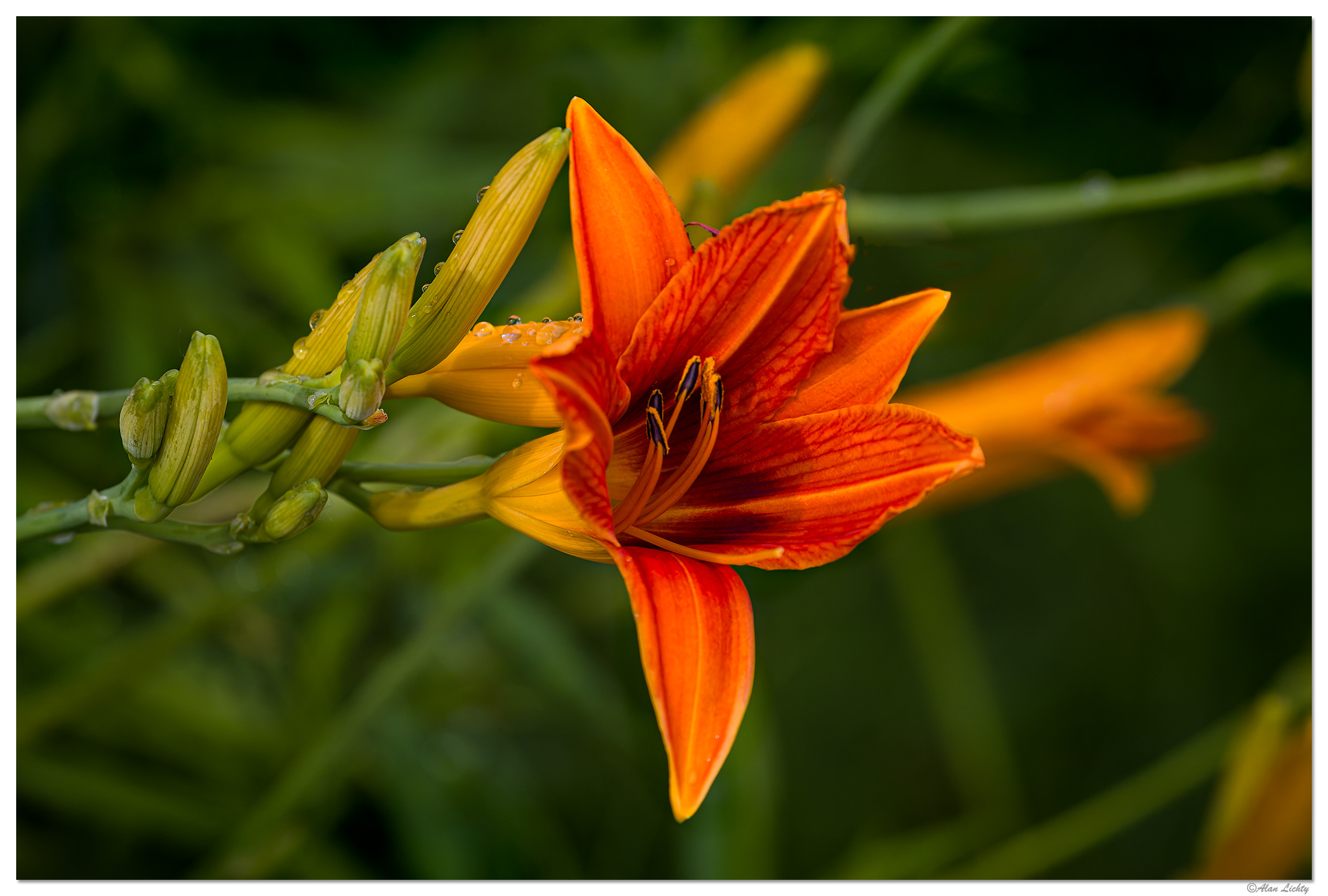 C5D4_OrangeDaylily070124.jpg