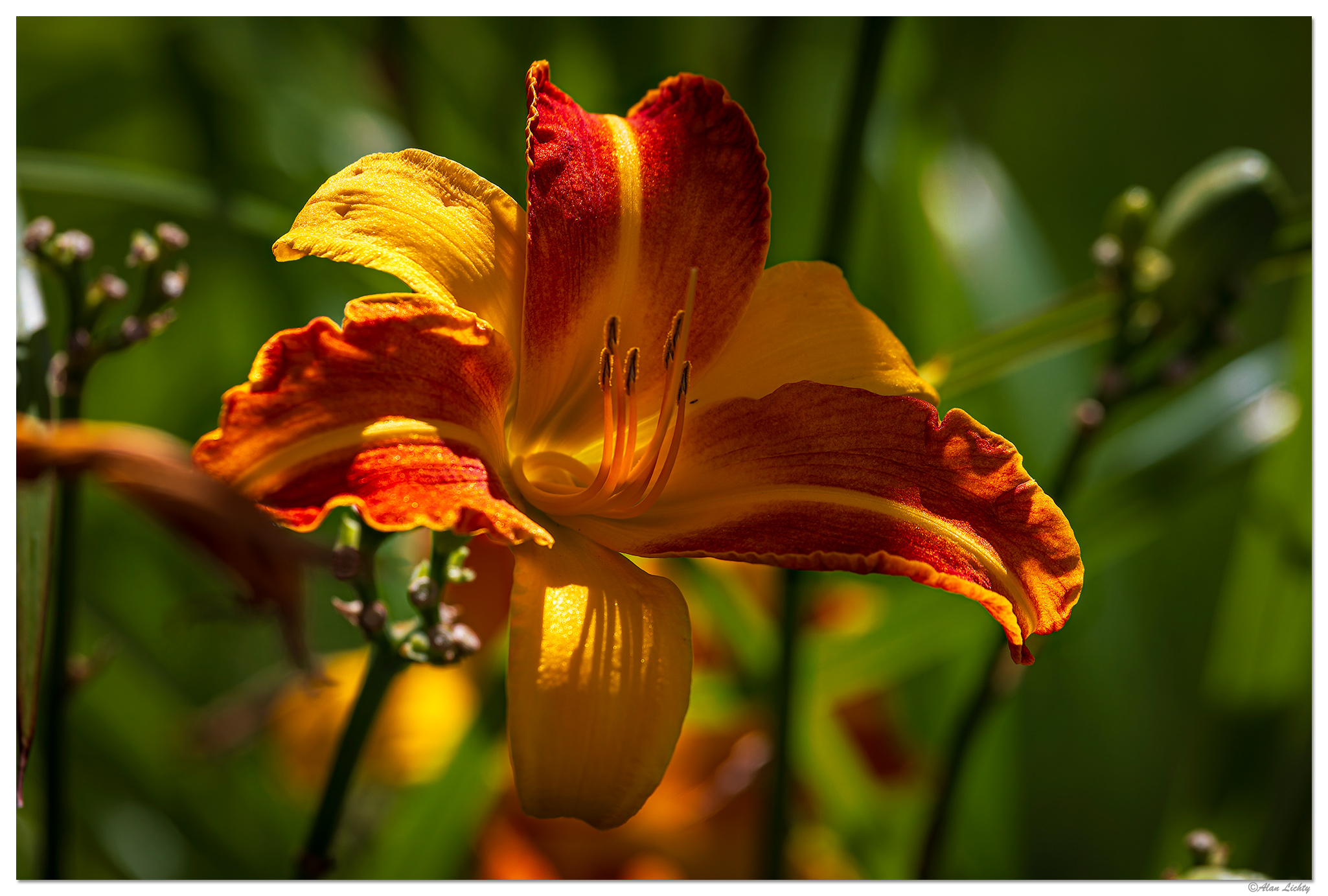 C5D4_OrangeDaylily073024.jpg