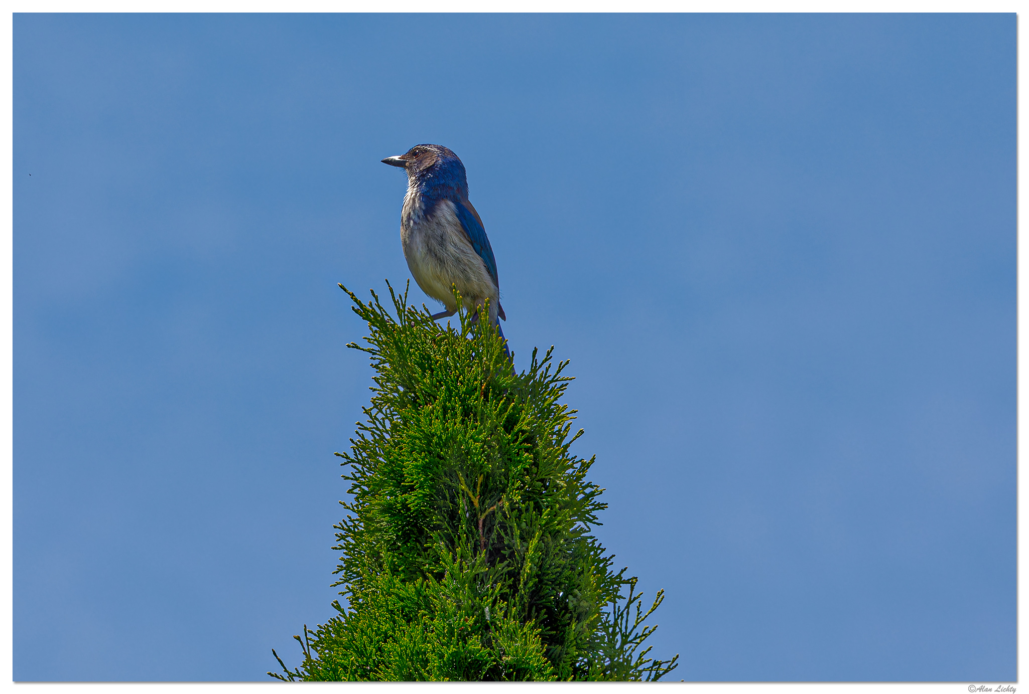 C5D4_PBJay061324-1.jpg