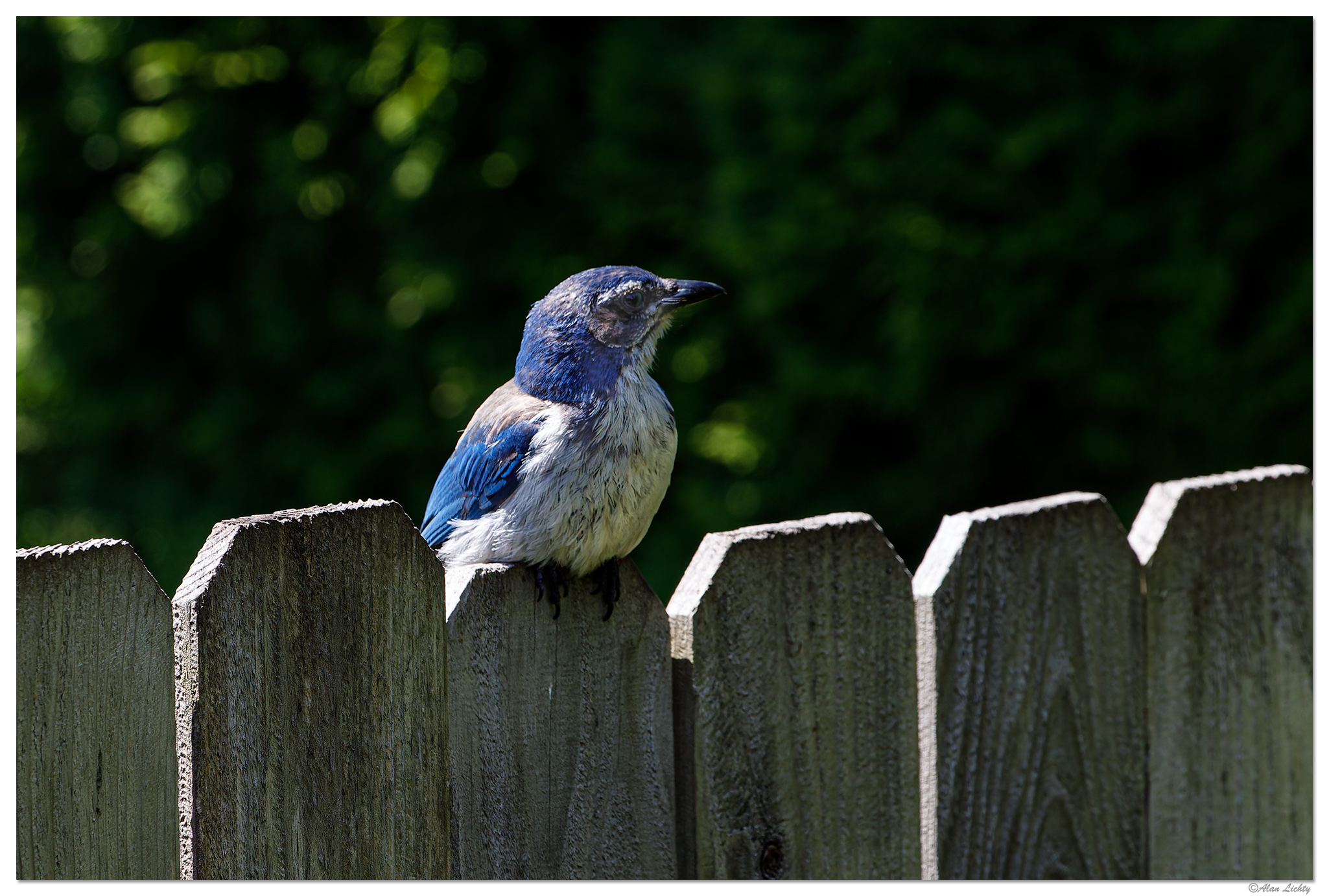 C5D4_PBJay061324-Jr.jpg