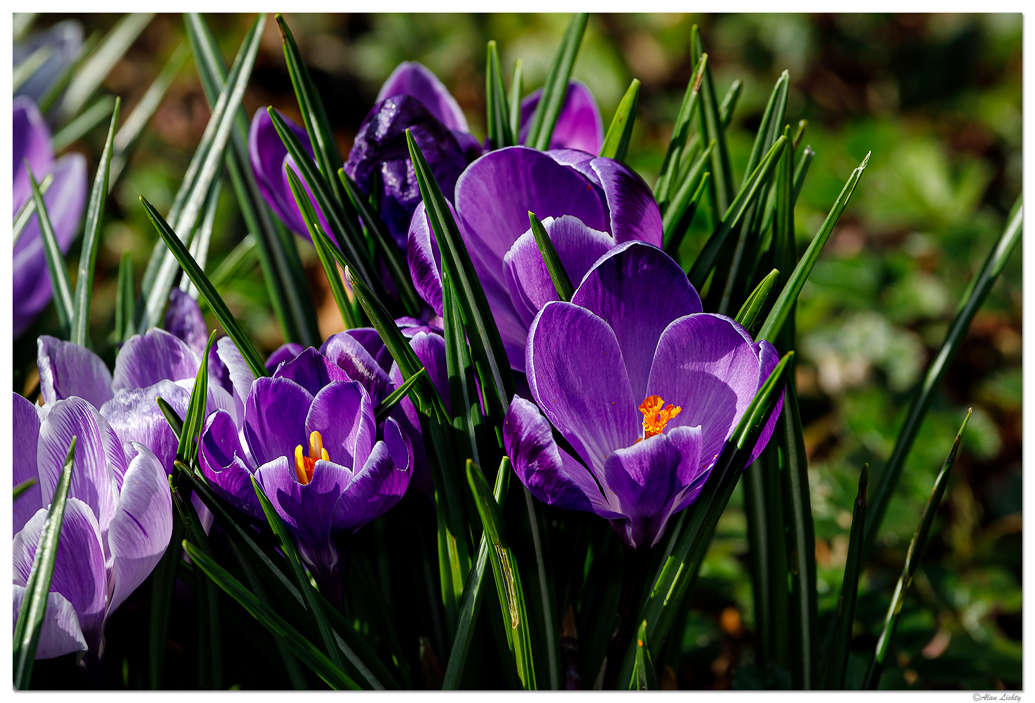 C5D4_PCrocus030624.jpg