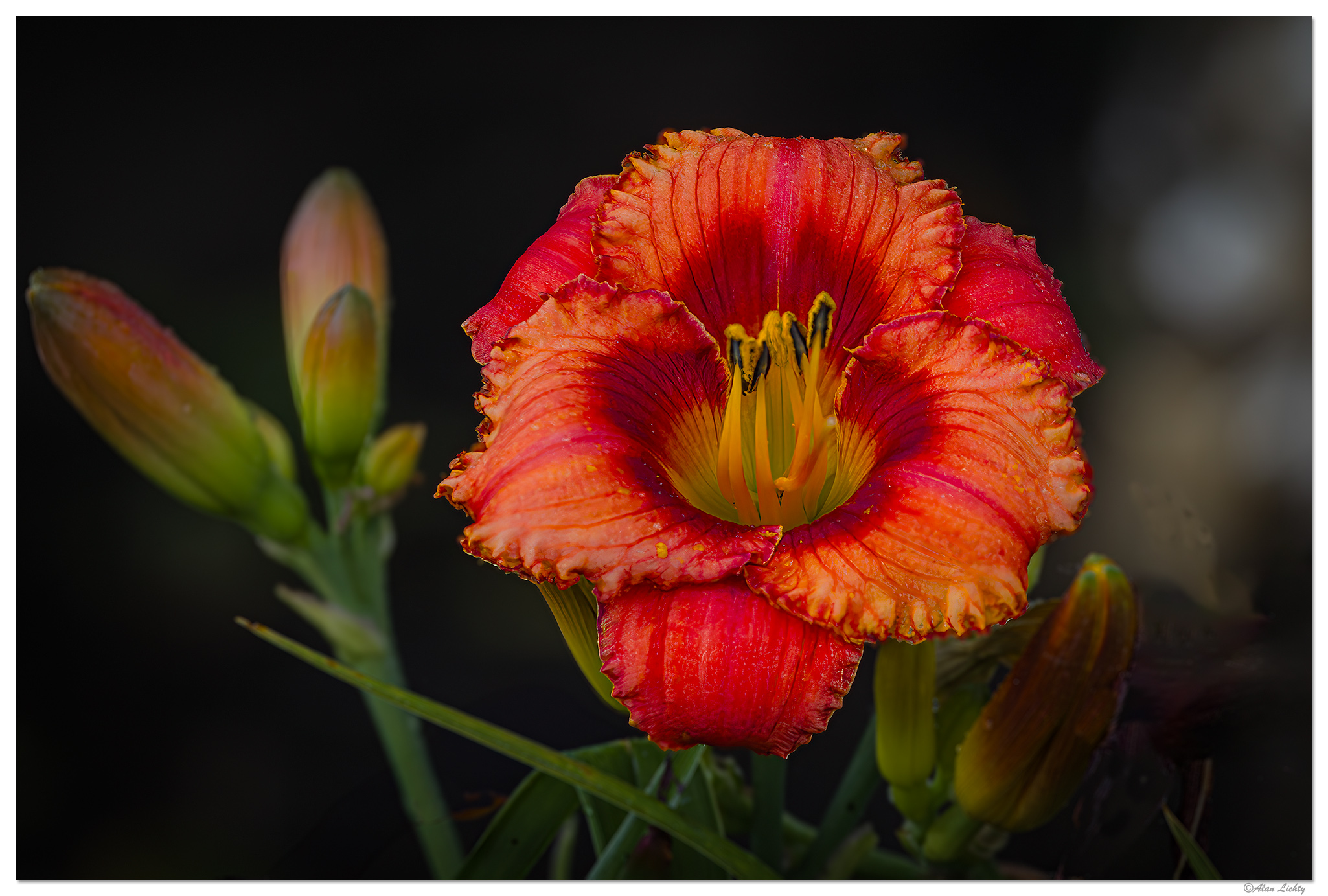 C5D4_RDayLily070124.jpg