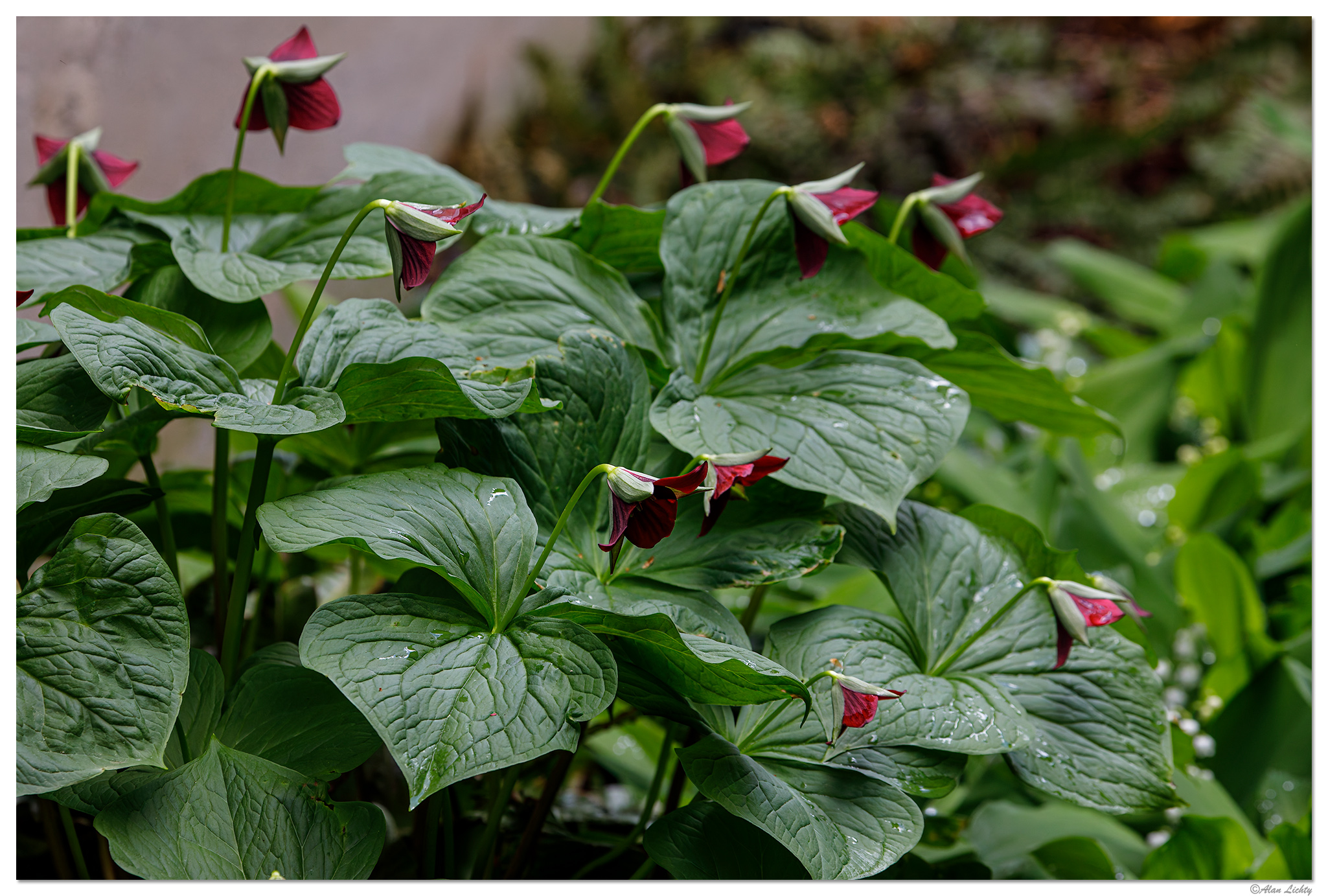 C5D4_RedTrillium042624-1.jpg
