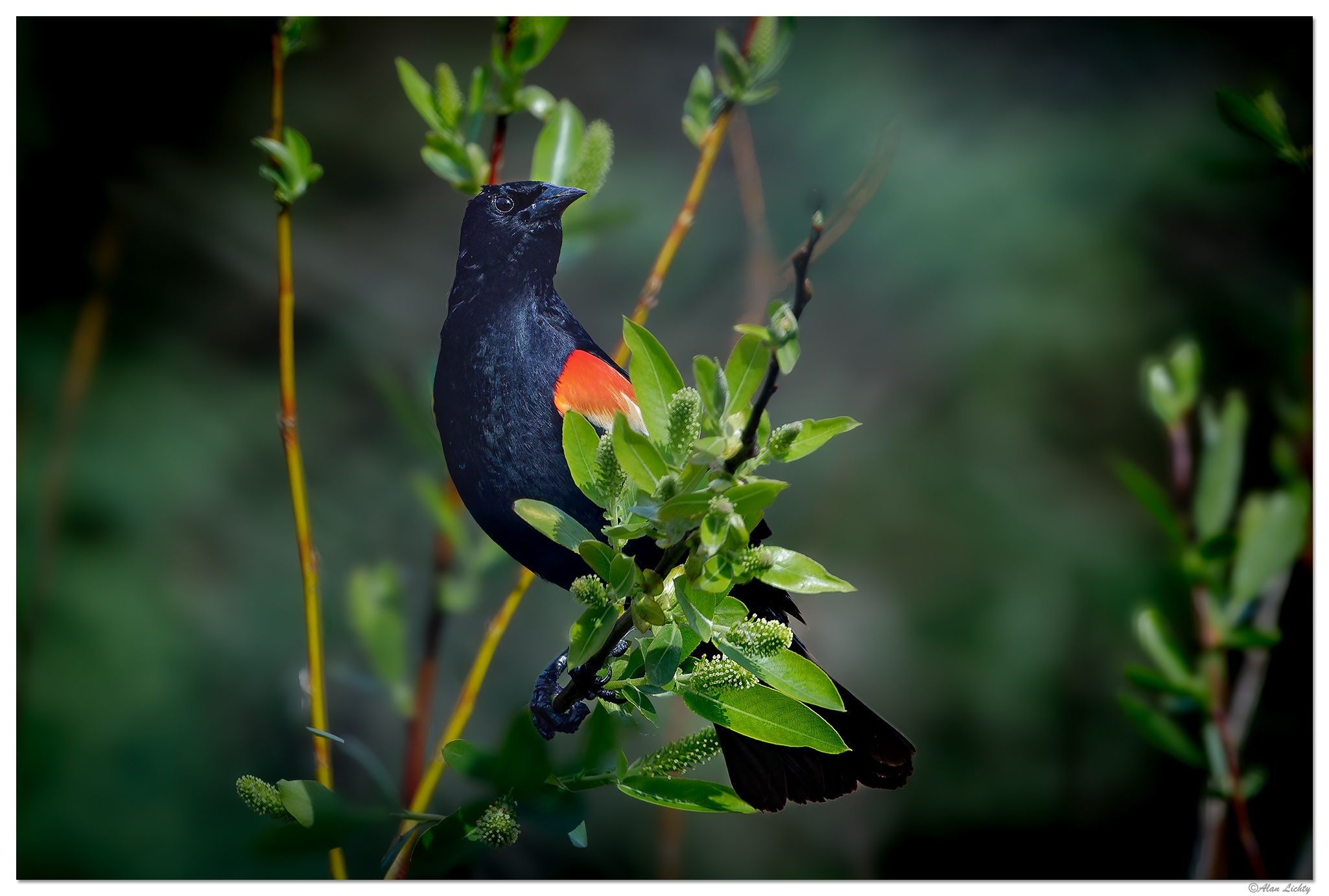 C5D4_RWBBird050324.jpg