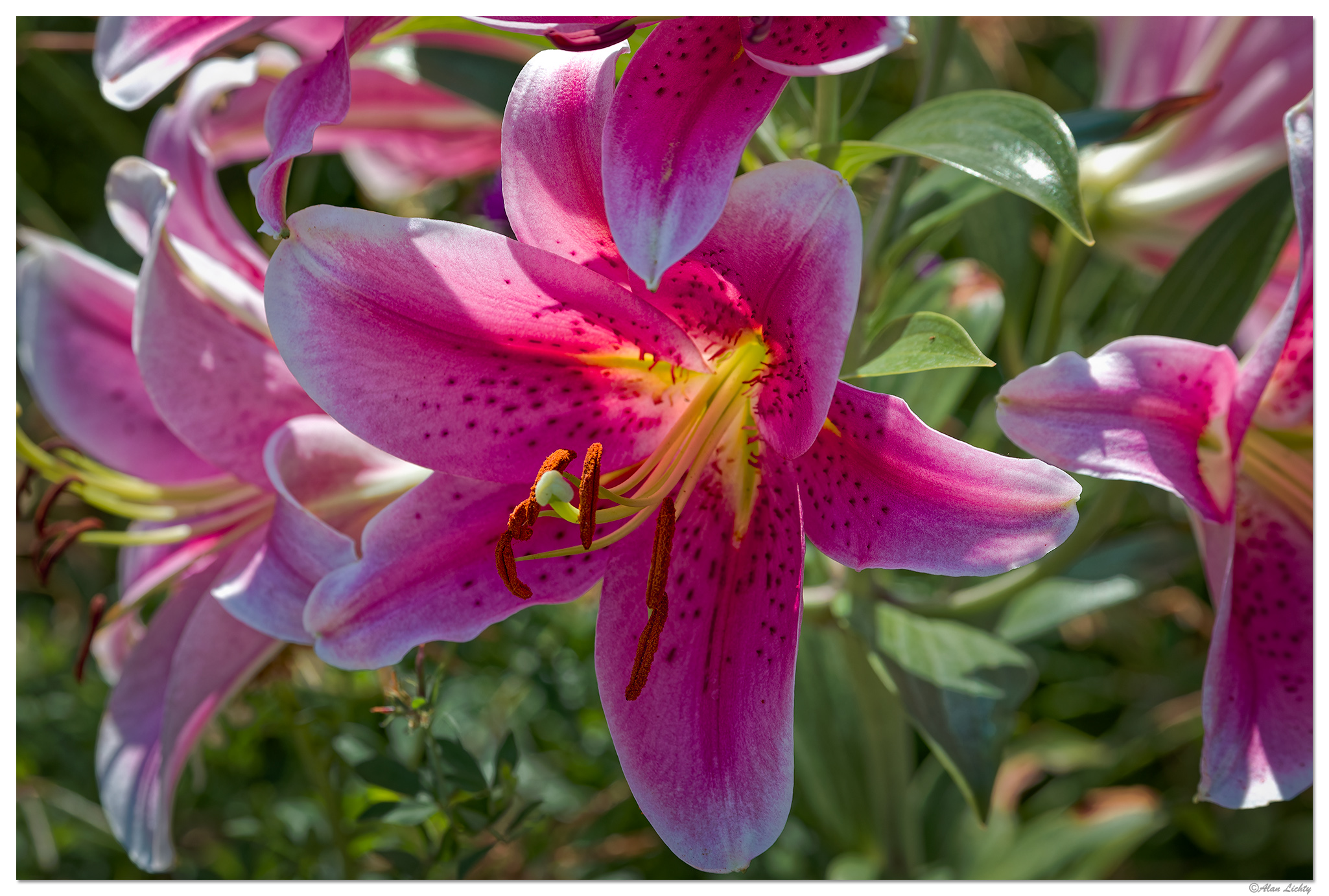 C5D4_TigerLily072624.jpg