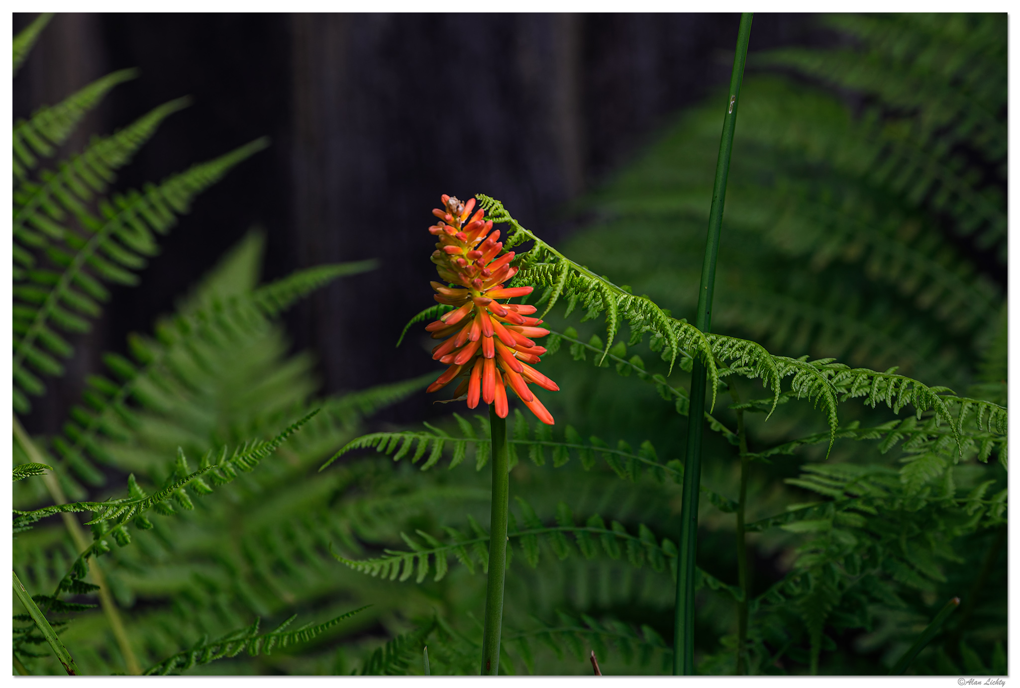 C5D4_TLily061324.jpg
