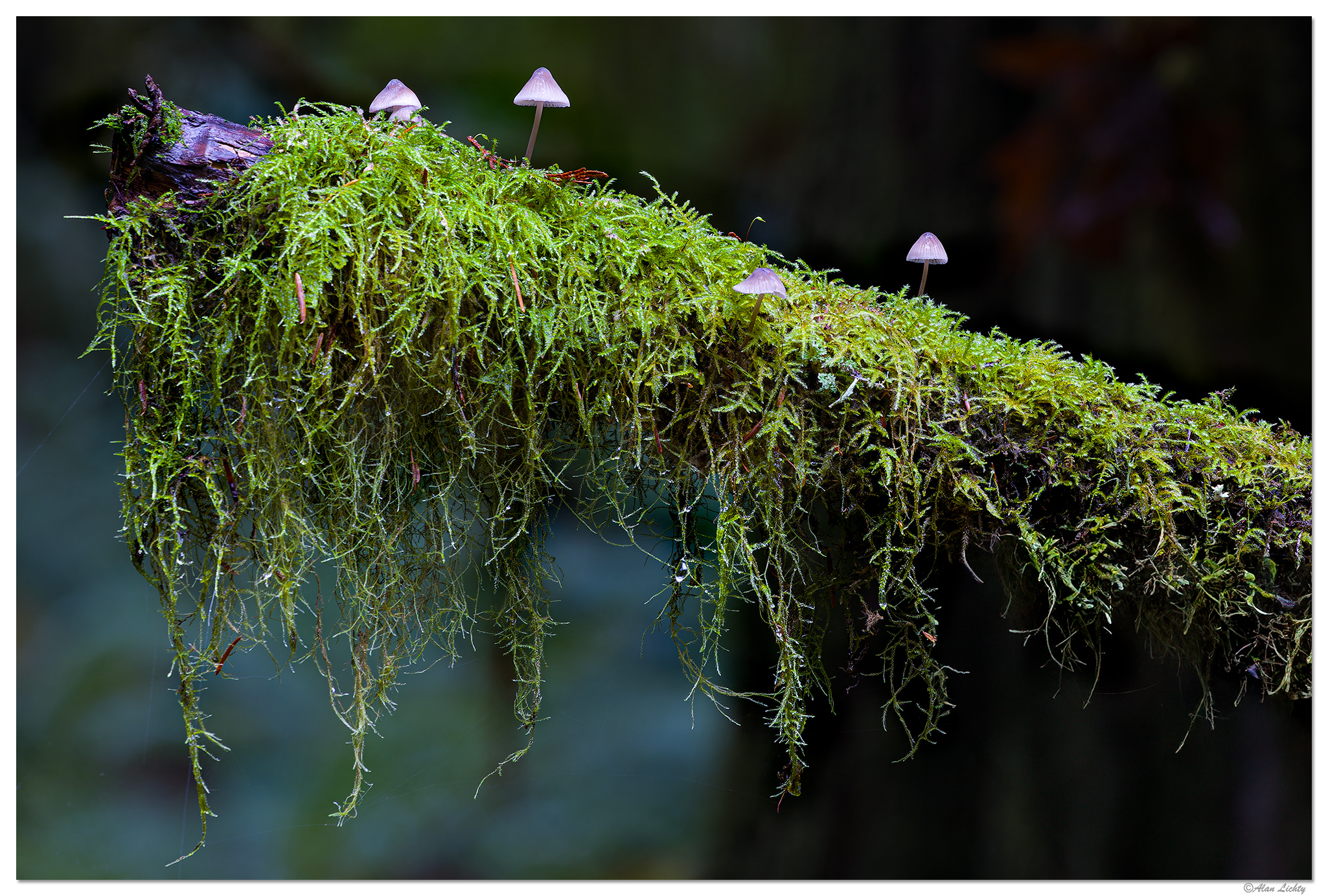 C5D4_TrailsideShrooms110221.jpg