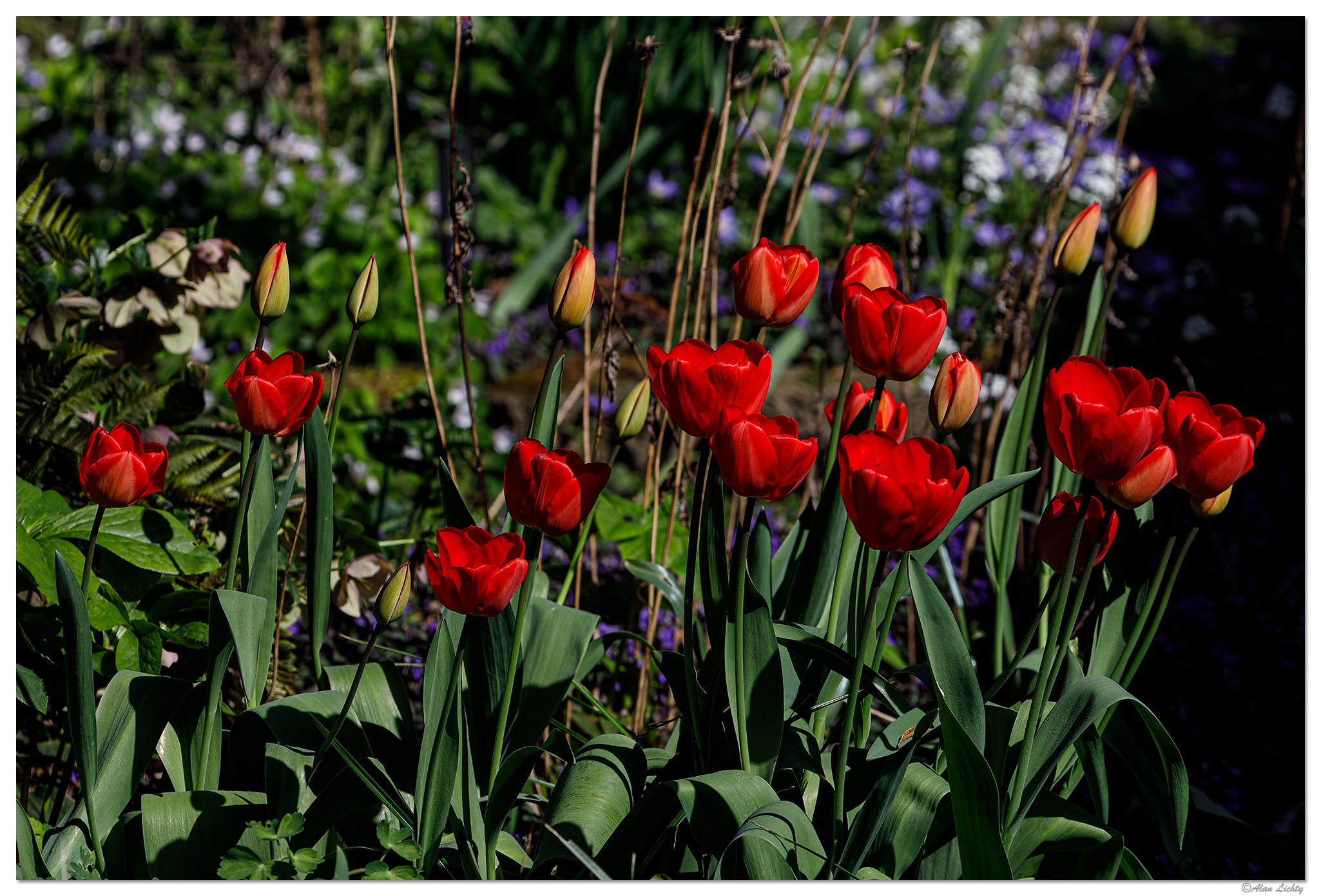 C5D4_Tulips040224.jpg
