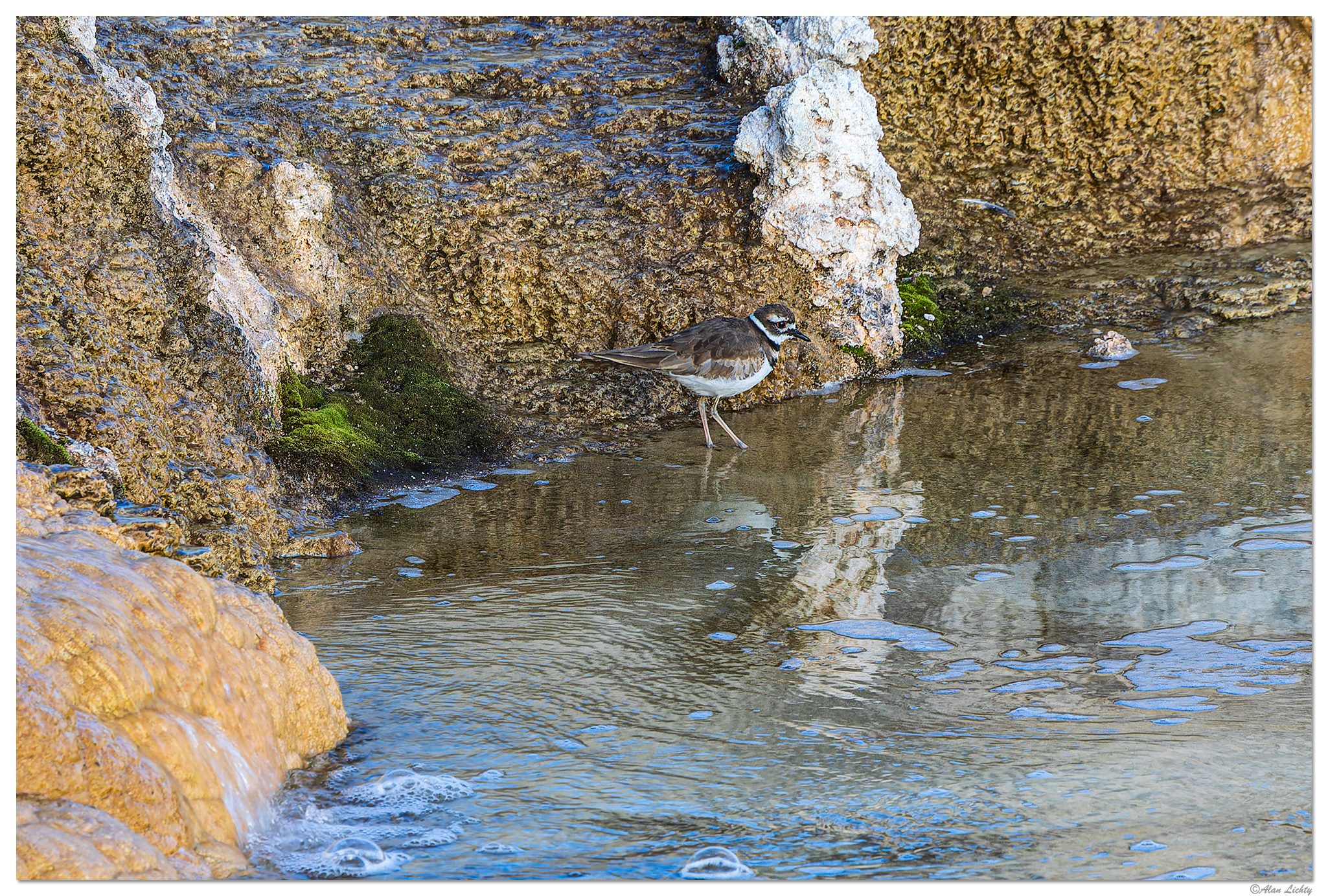C5D4_WW-KillDeer091918.jpg