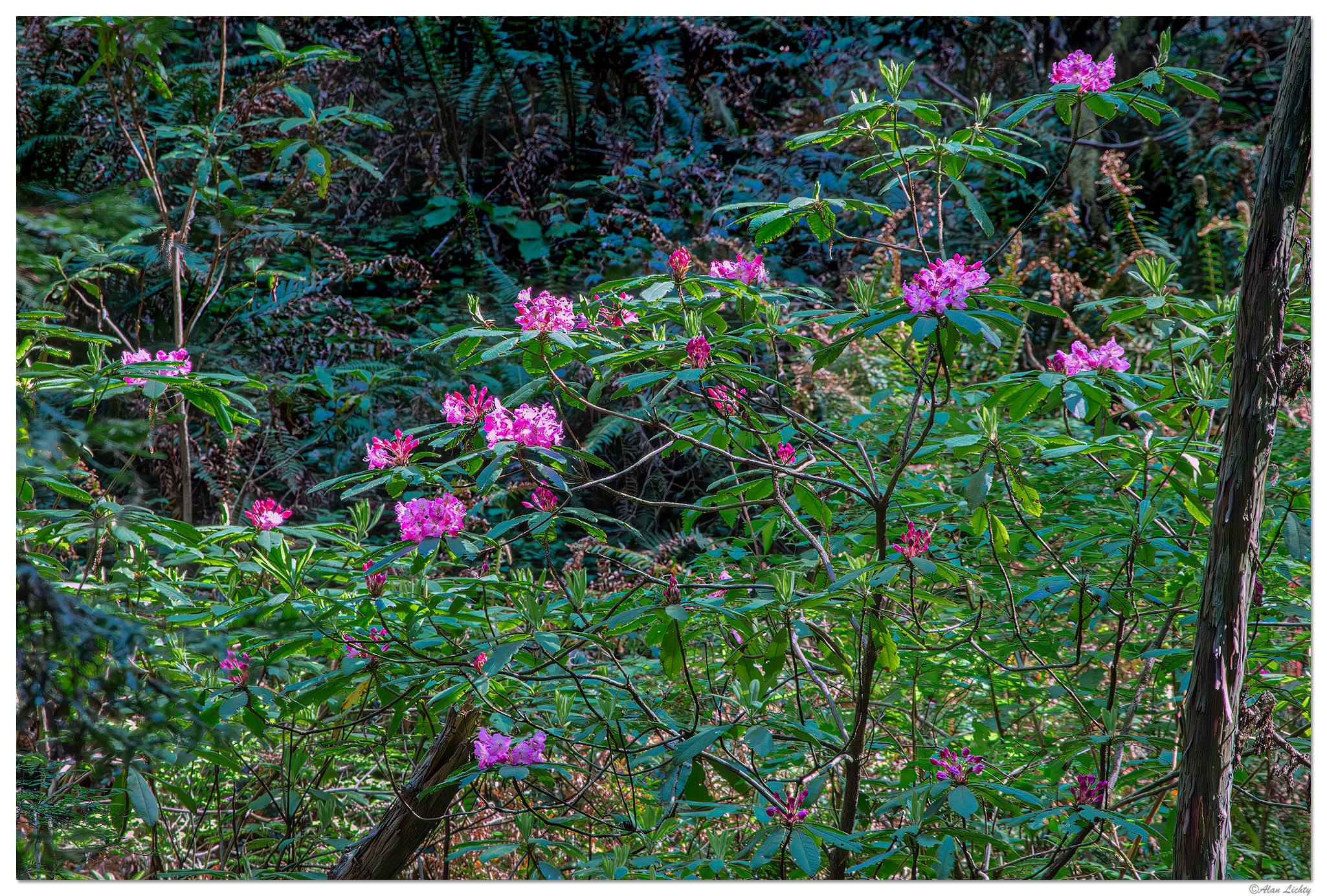 C6D_DamnationCrRhodies051114.jpg