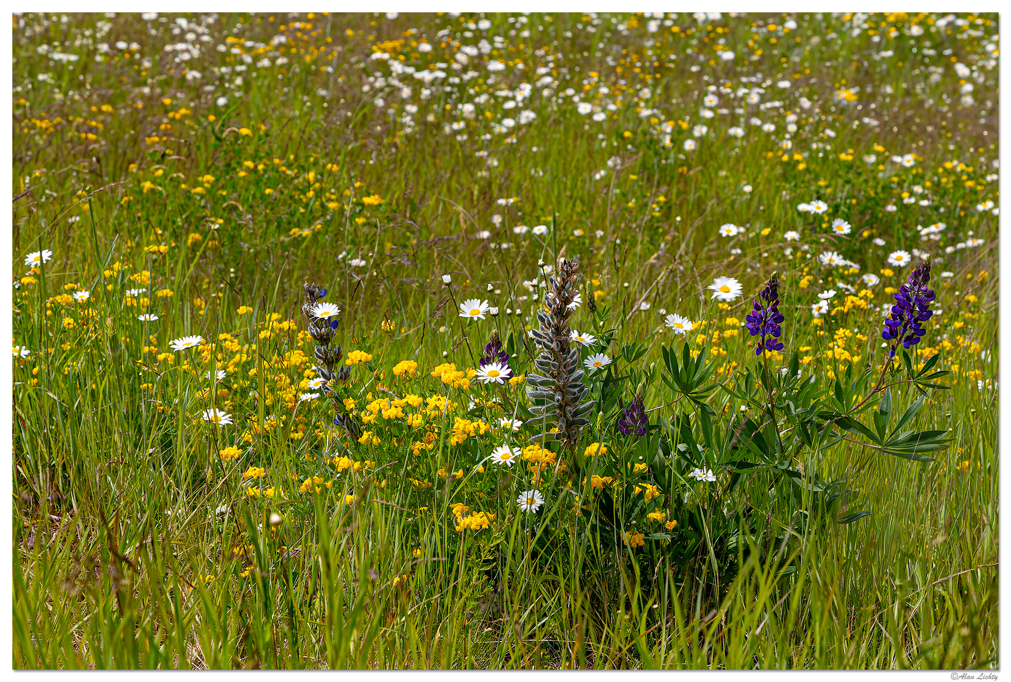 C6D_MeadowBlooms062214.jpg