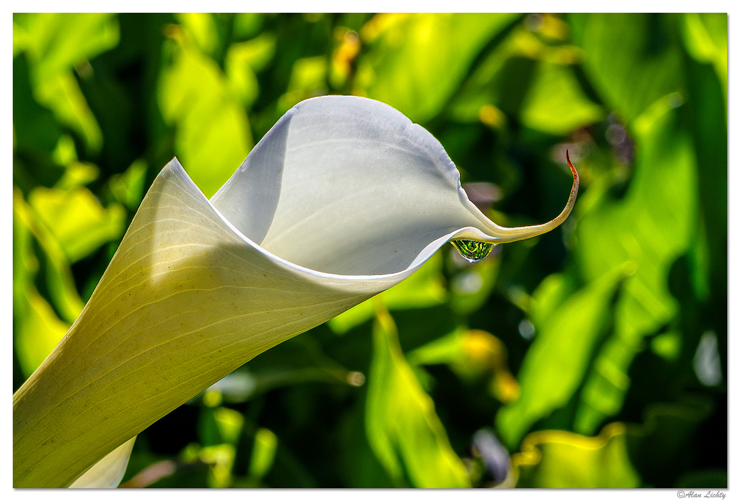 Calla Lily
