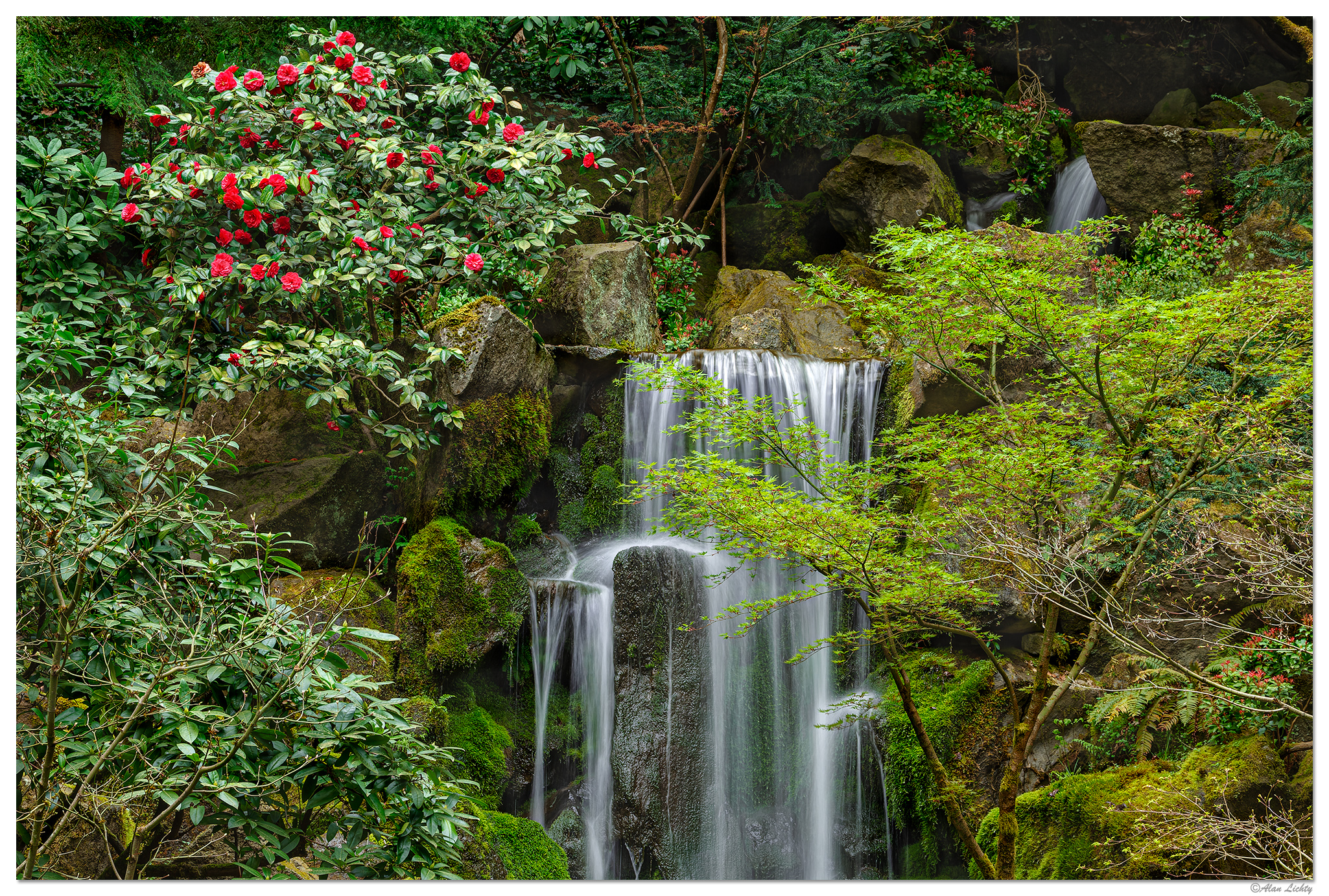 Camellia and the Falls
