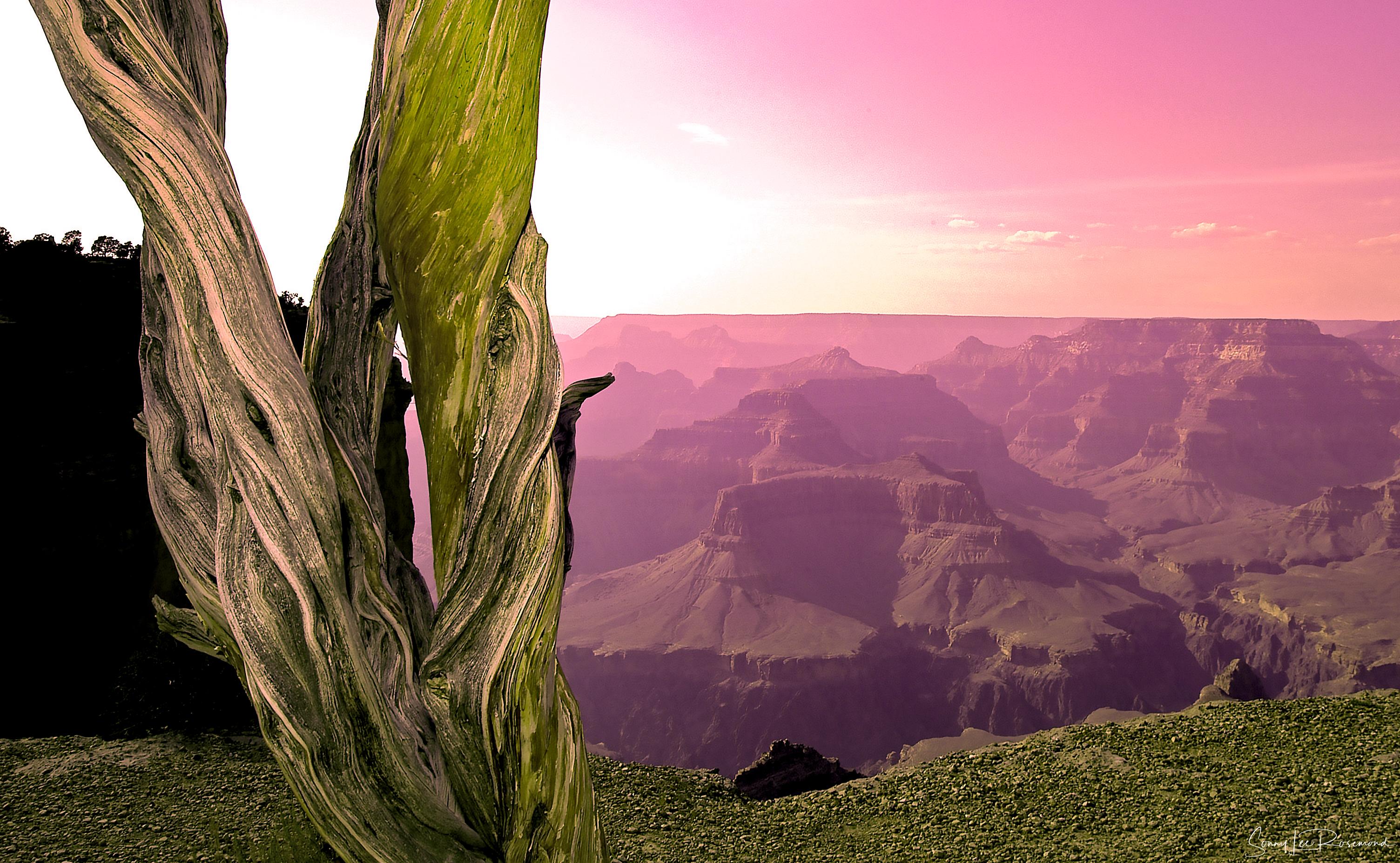 Canyon Tree