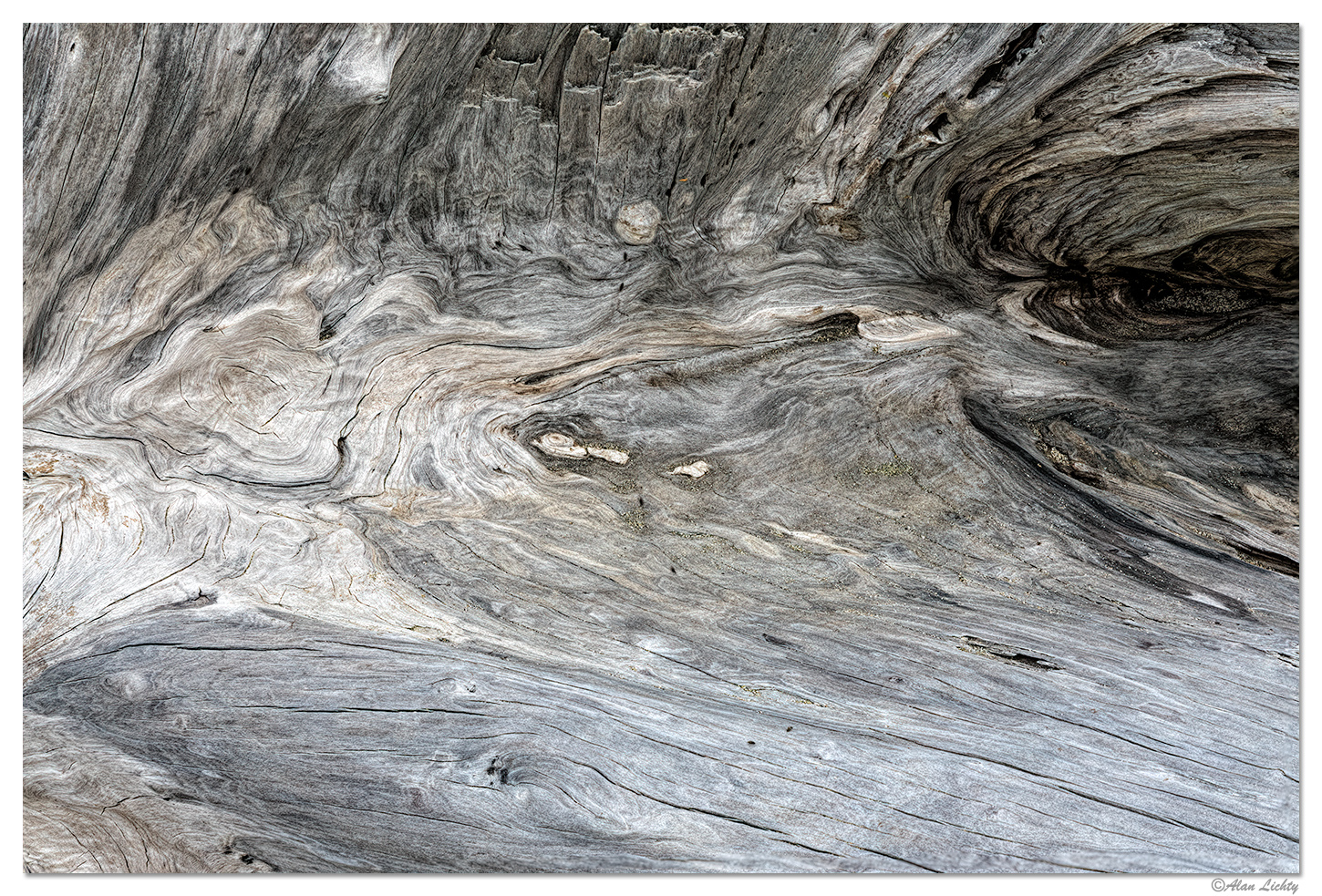 Cape Blanco Driftwood