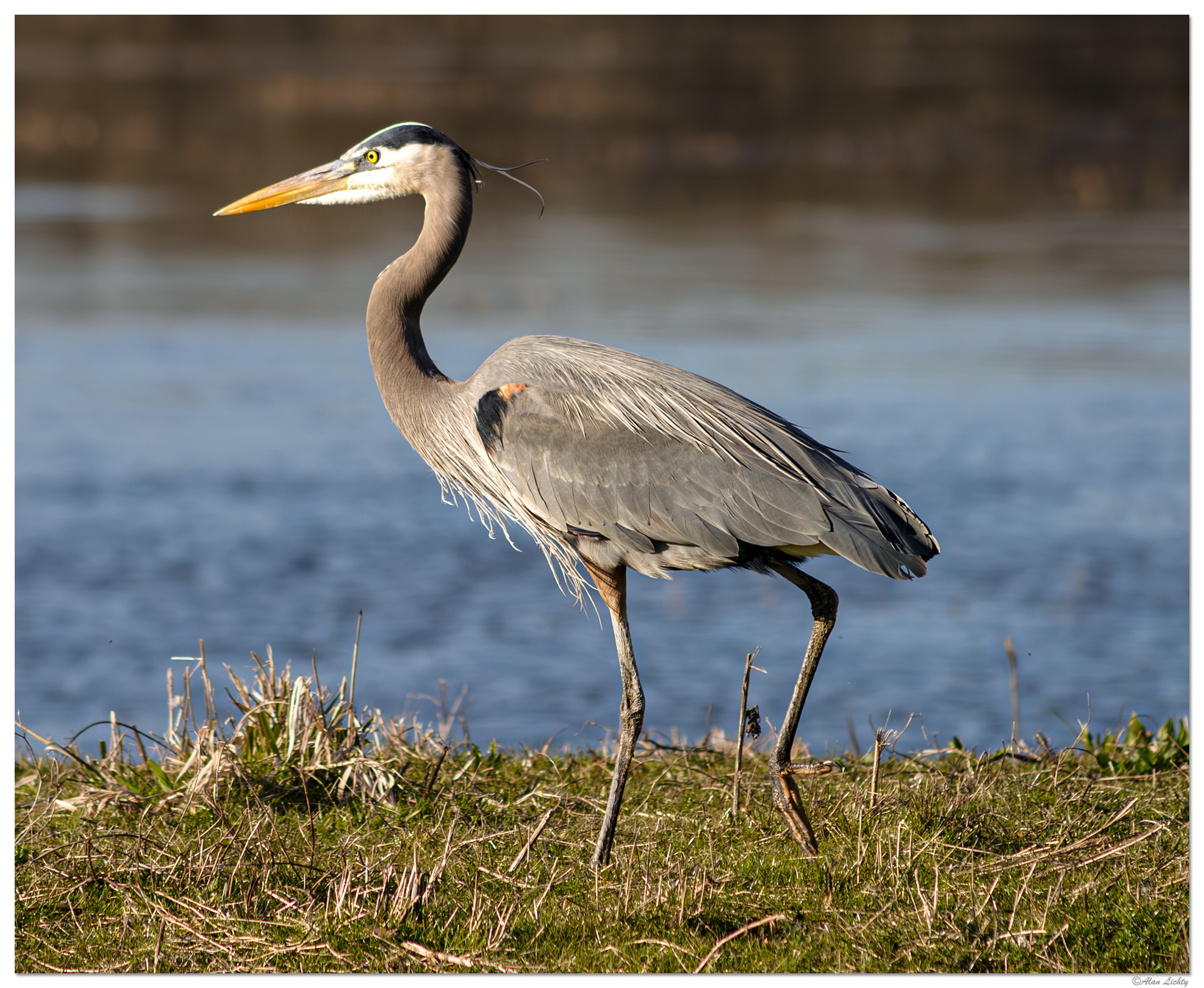 CD60_RWRMcCarthy-GBH021003.jpg