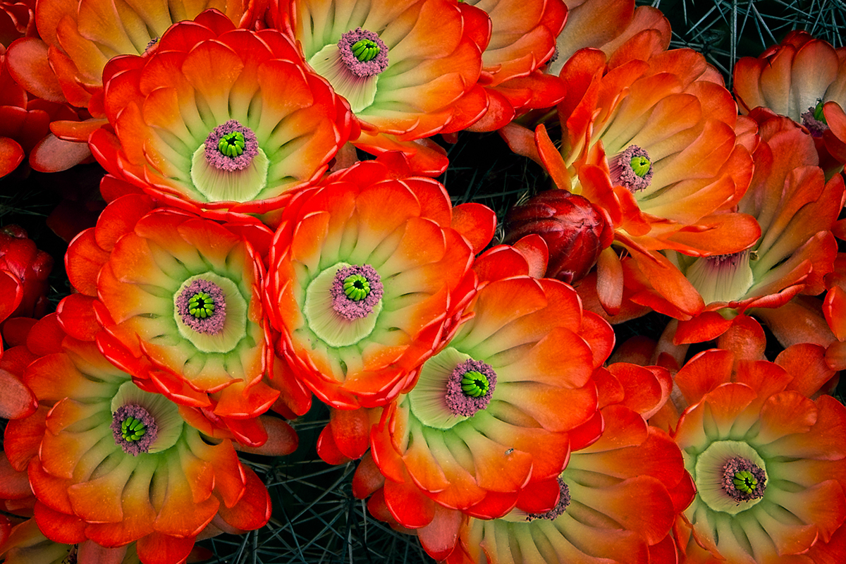 Claret Cup Blossoms