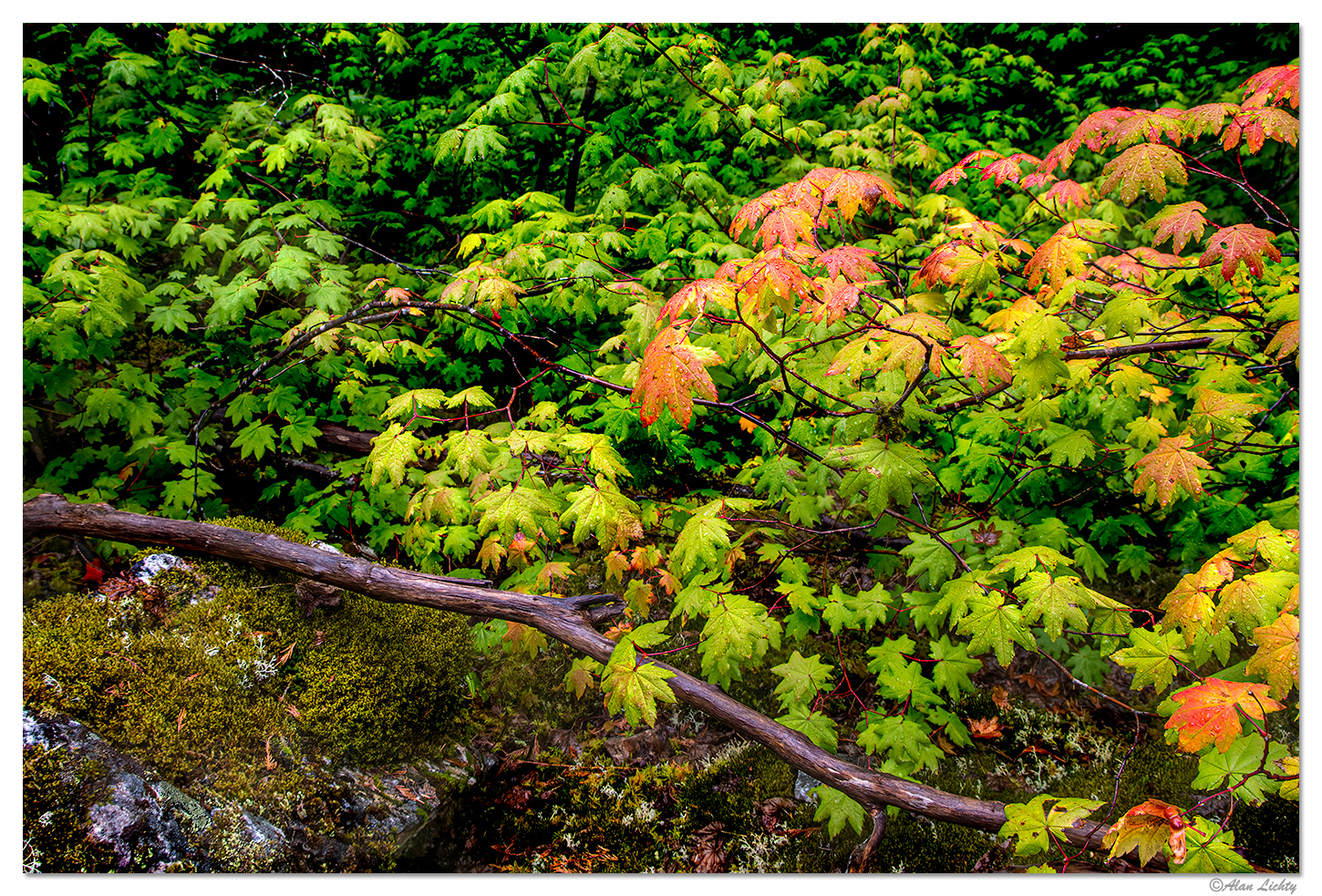 Colonial Creek Trail