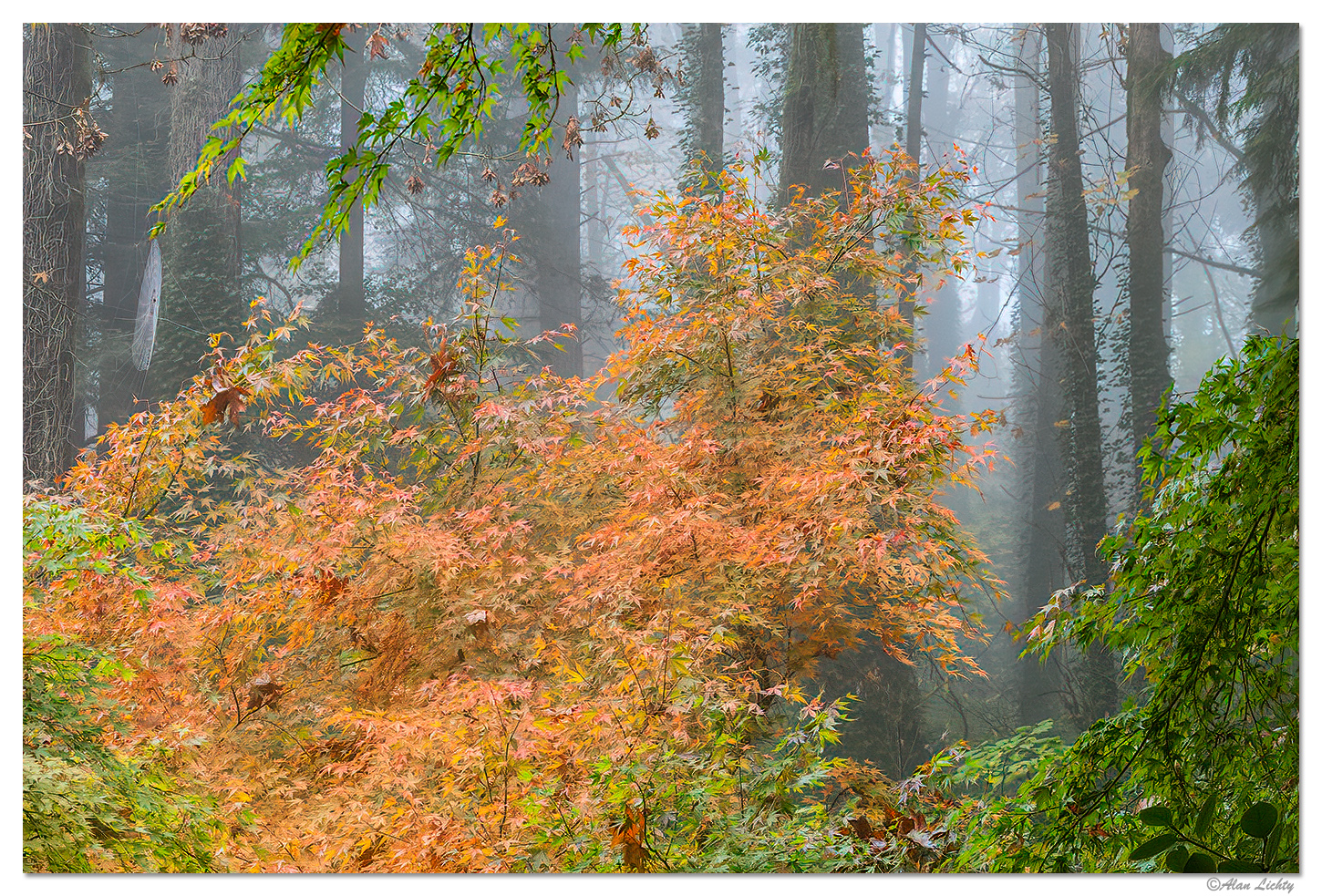 Colors in the Mist