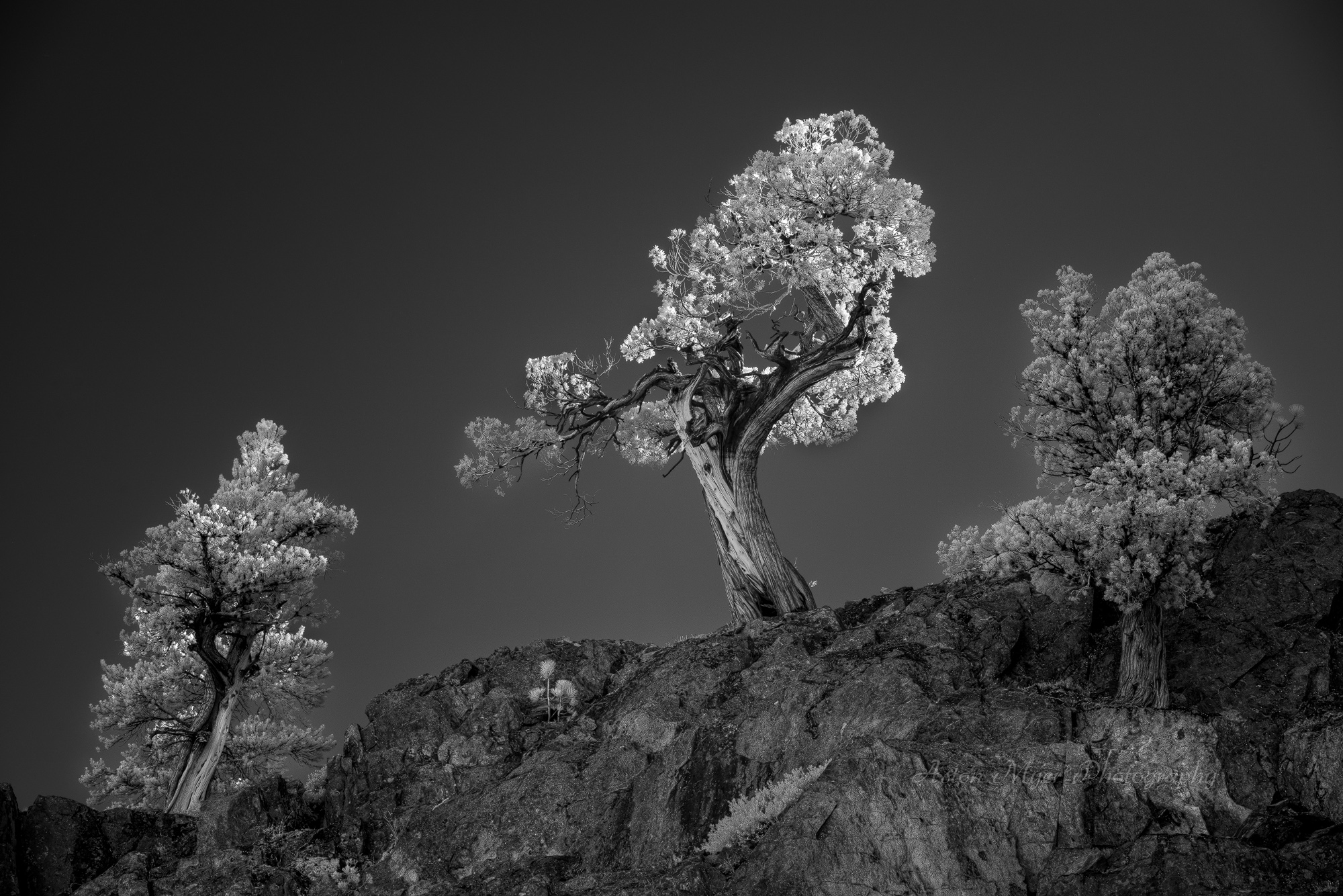 Congregating Junipers.jpg