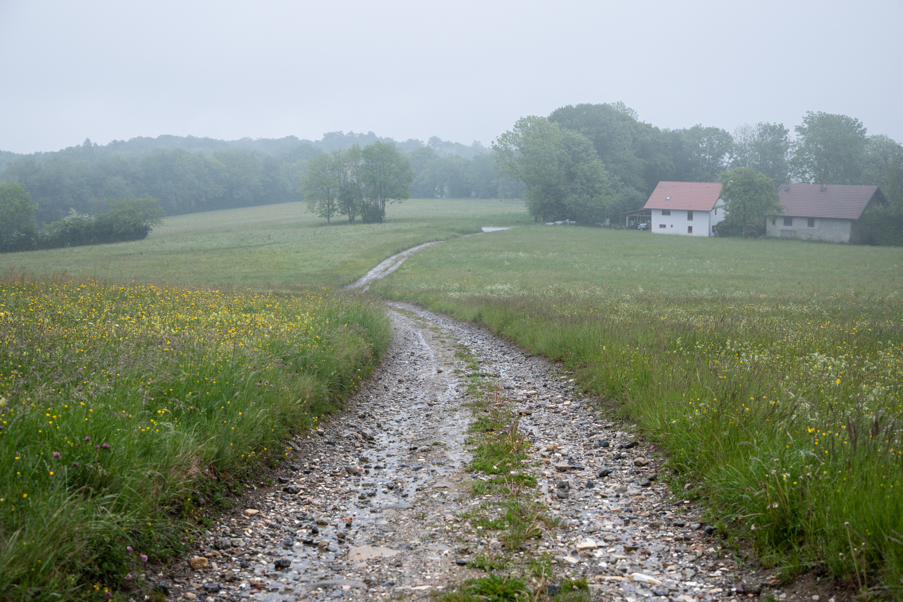 Country Paths II