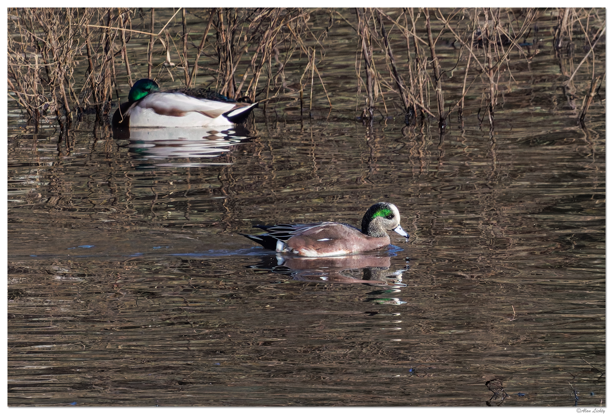 CR5m2_AmerWigeon010526.jpg