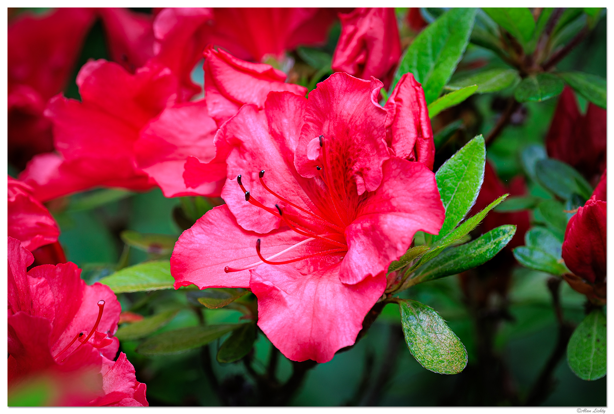 CR5m2_Azalea042625.jpg