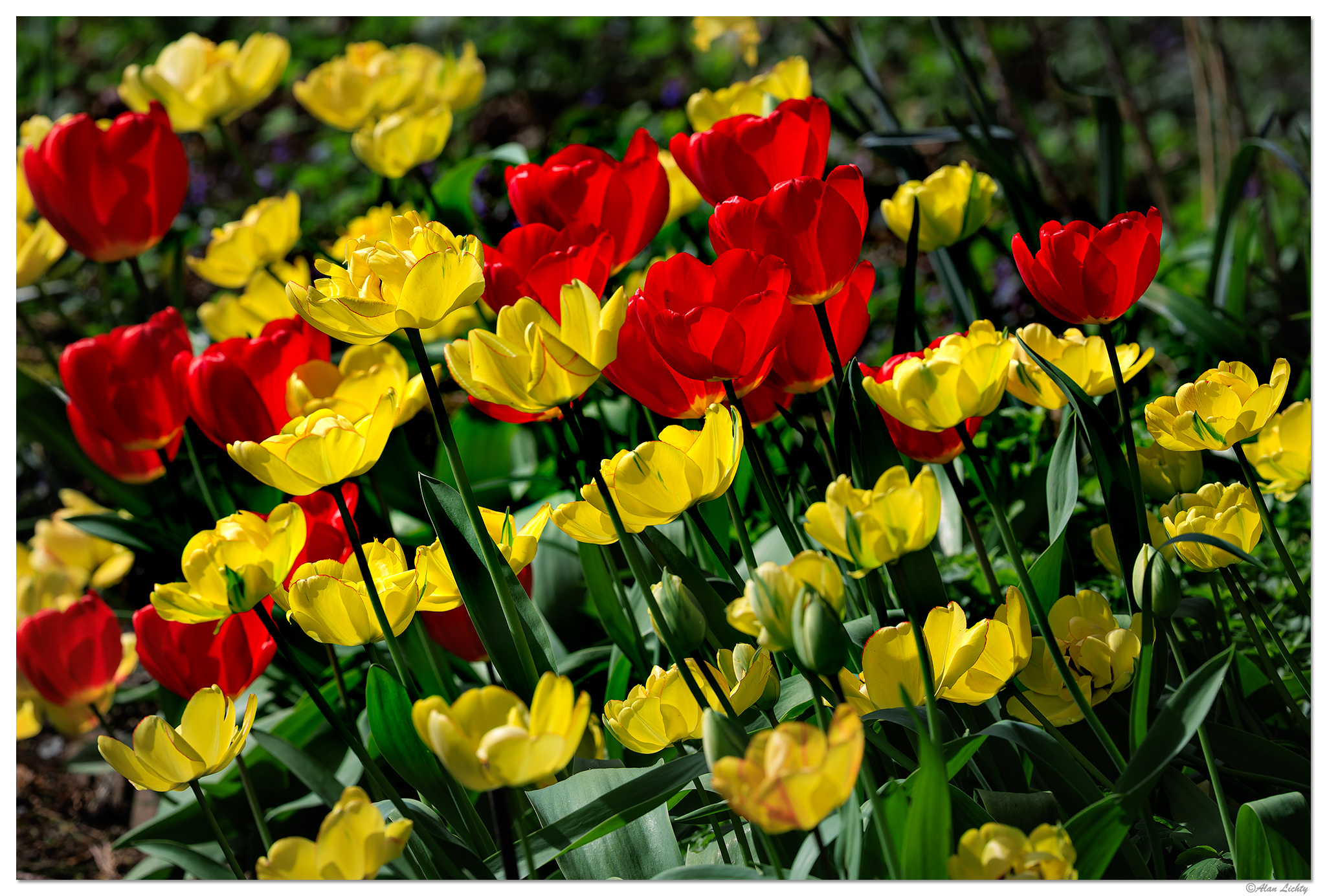 CR5m2_BacklitTulips040525.jpg