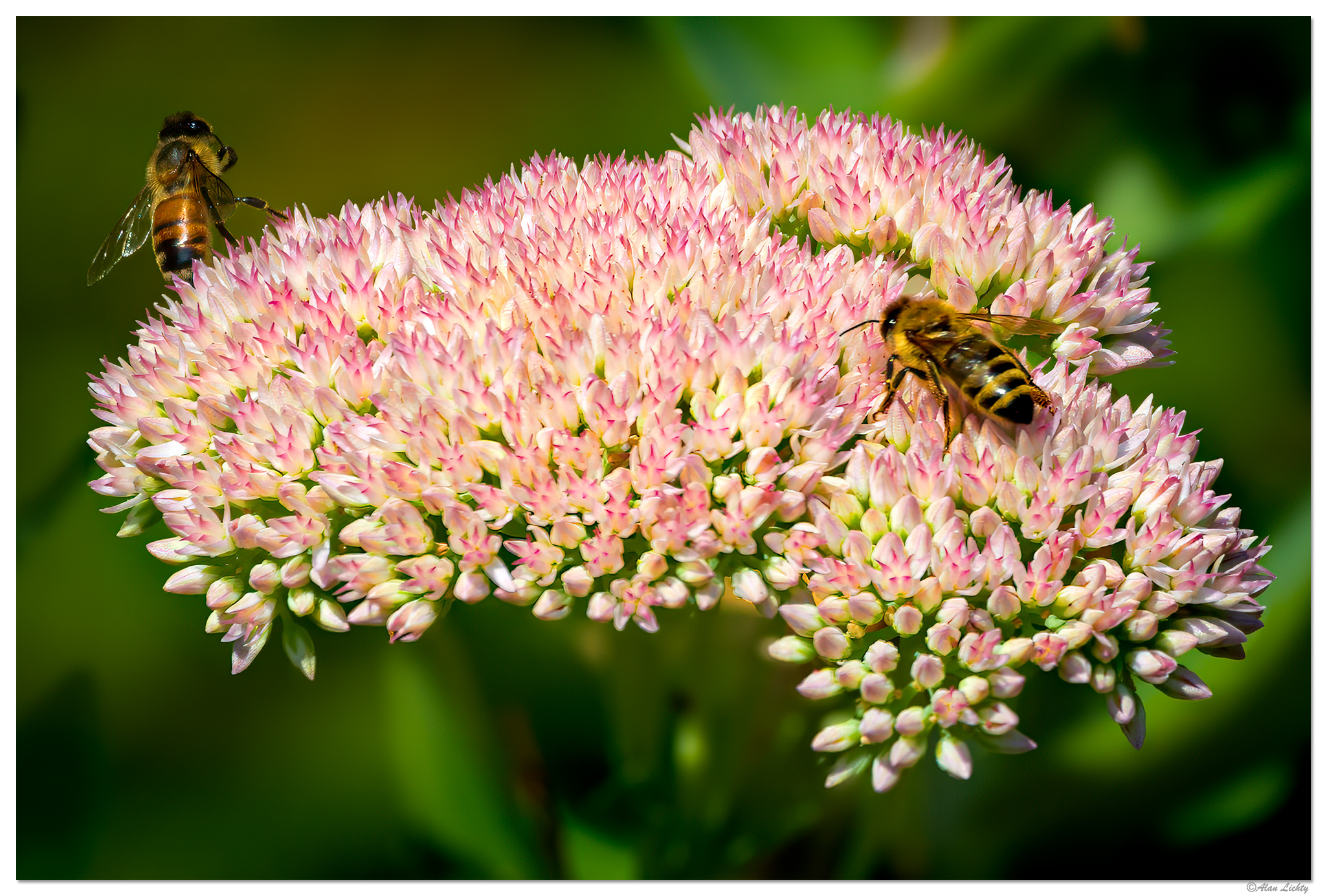 CR5m2_BeesSedum090824.jpg