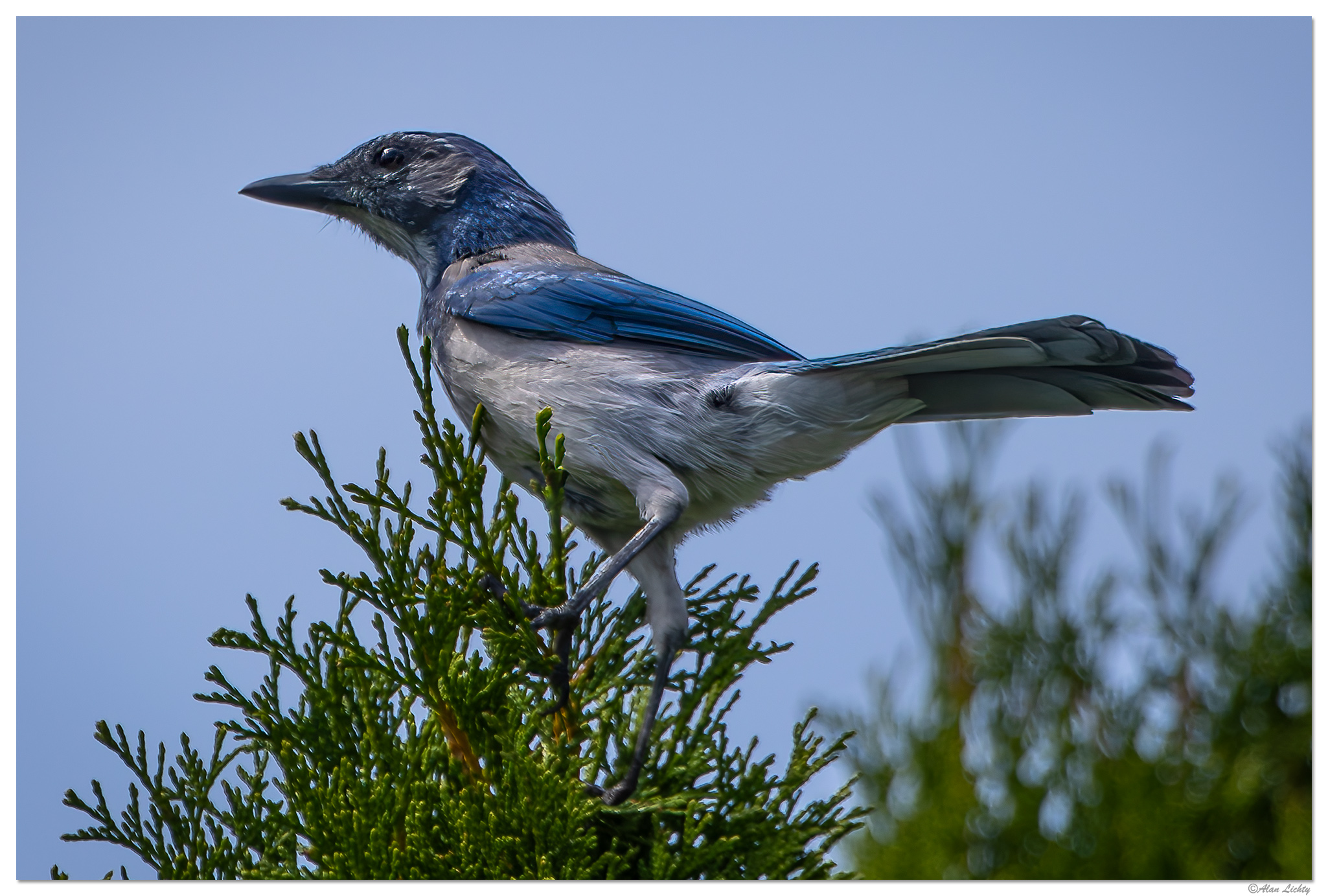 CR5m2_BlueJay082524.jpg