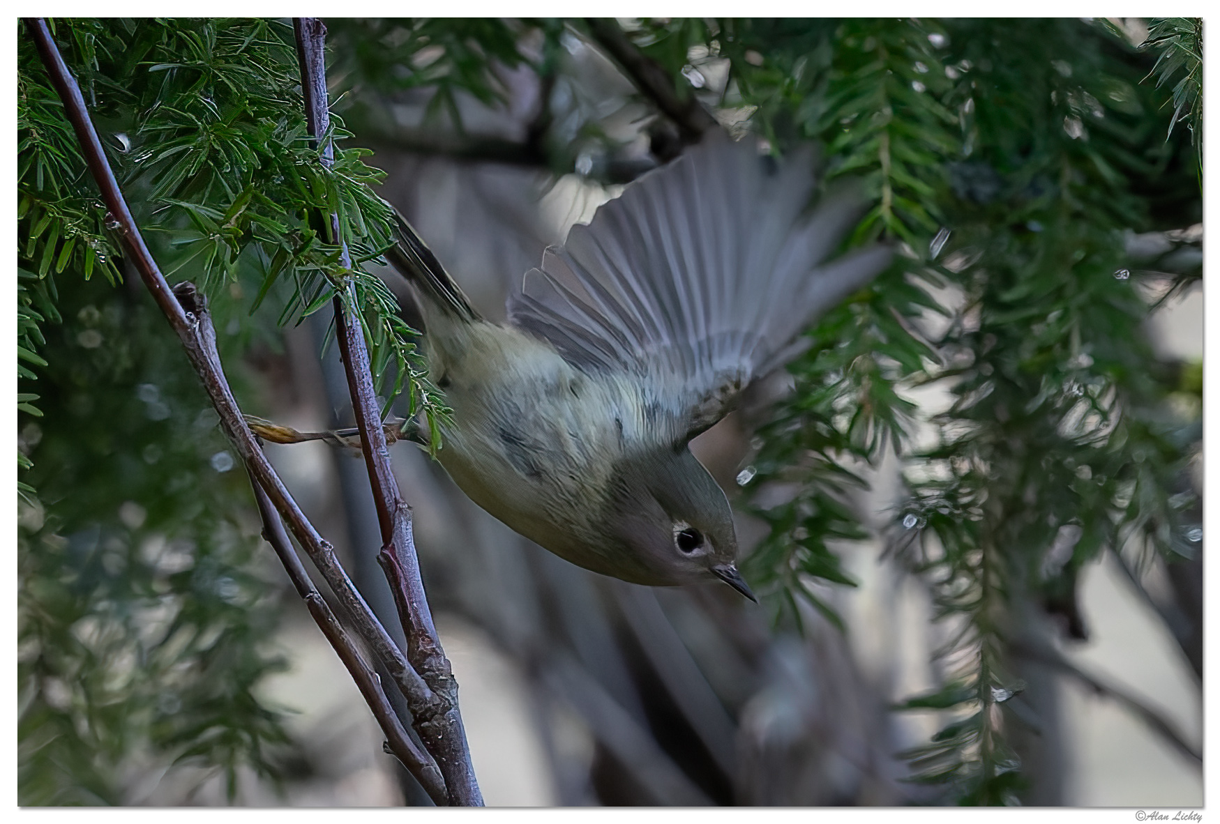 CR5m2_Bushtit011025.jpg