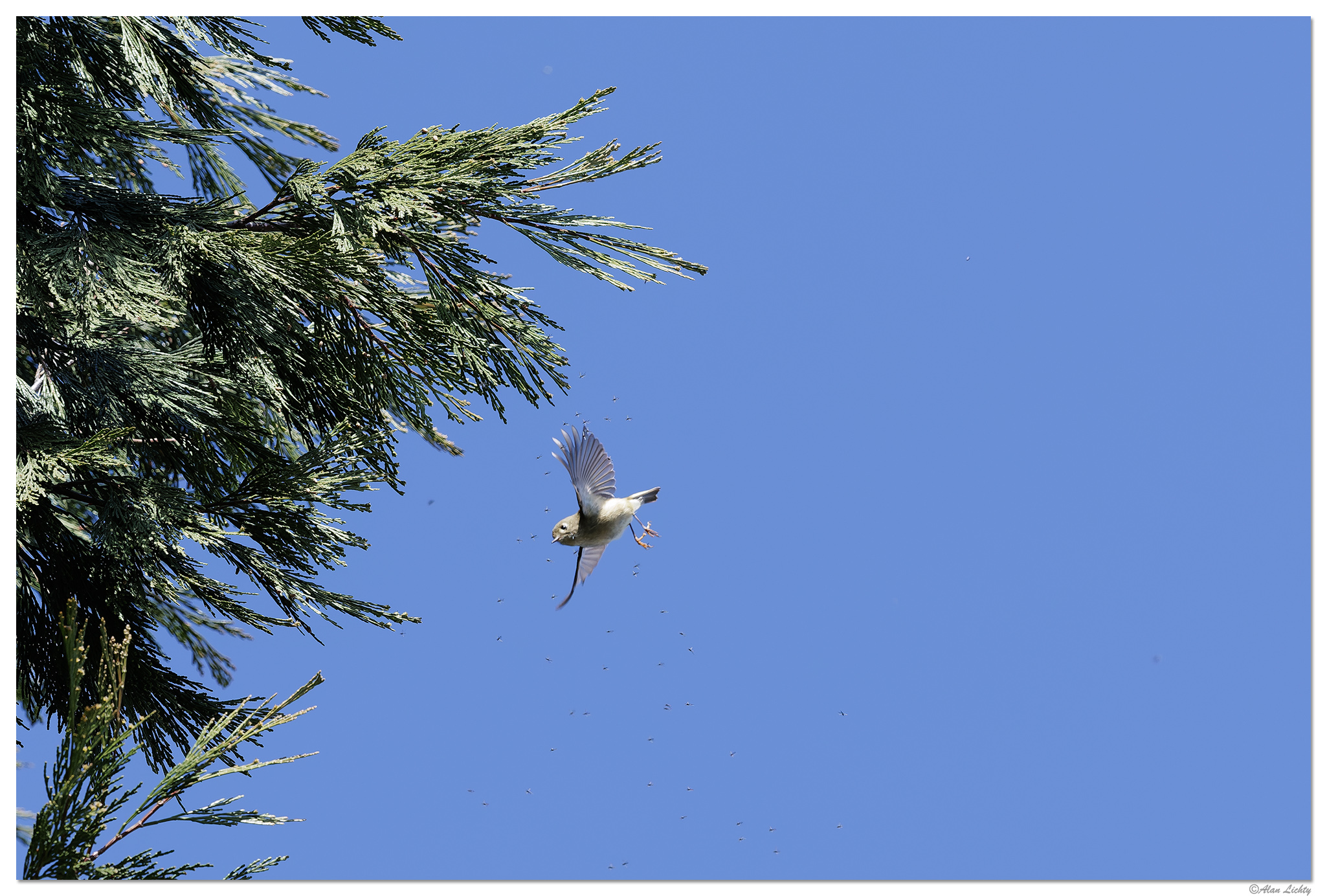 CR5m2_Bushtit030525-5.jpg