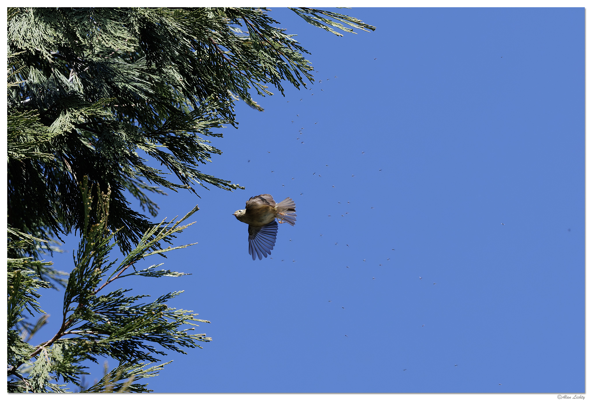 CR5m2_Bushtit030525-6.jpg
