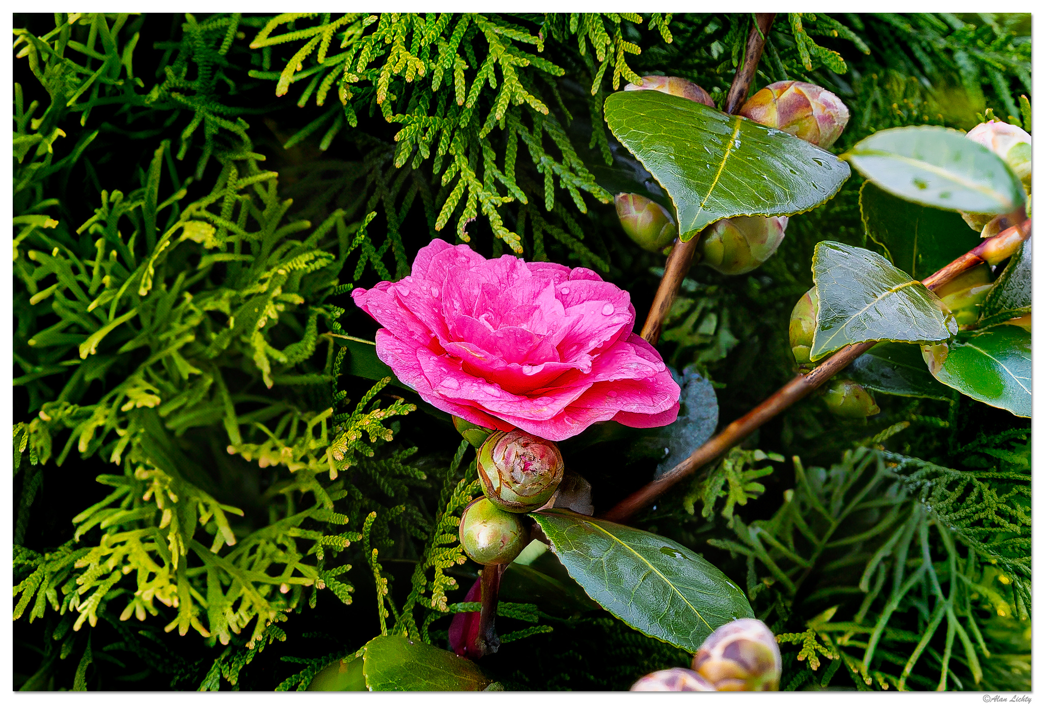 CR5m2_Camelia031525.jpg