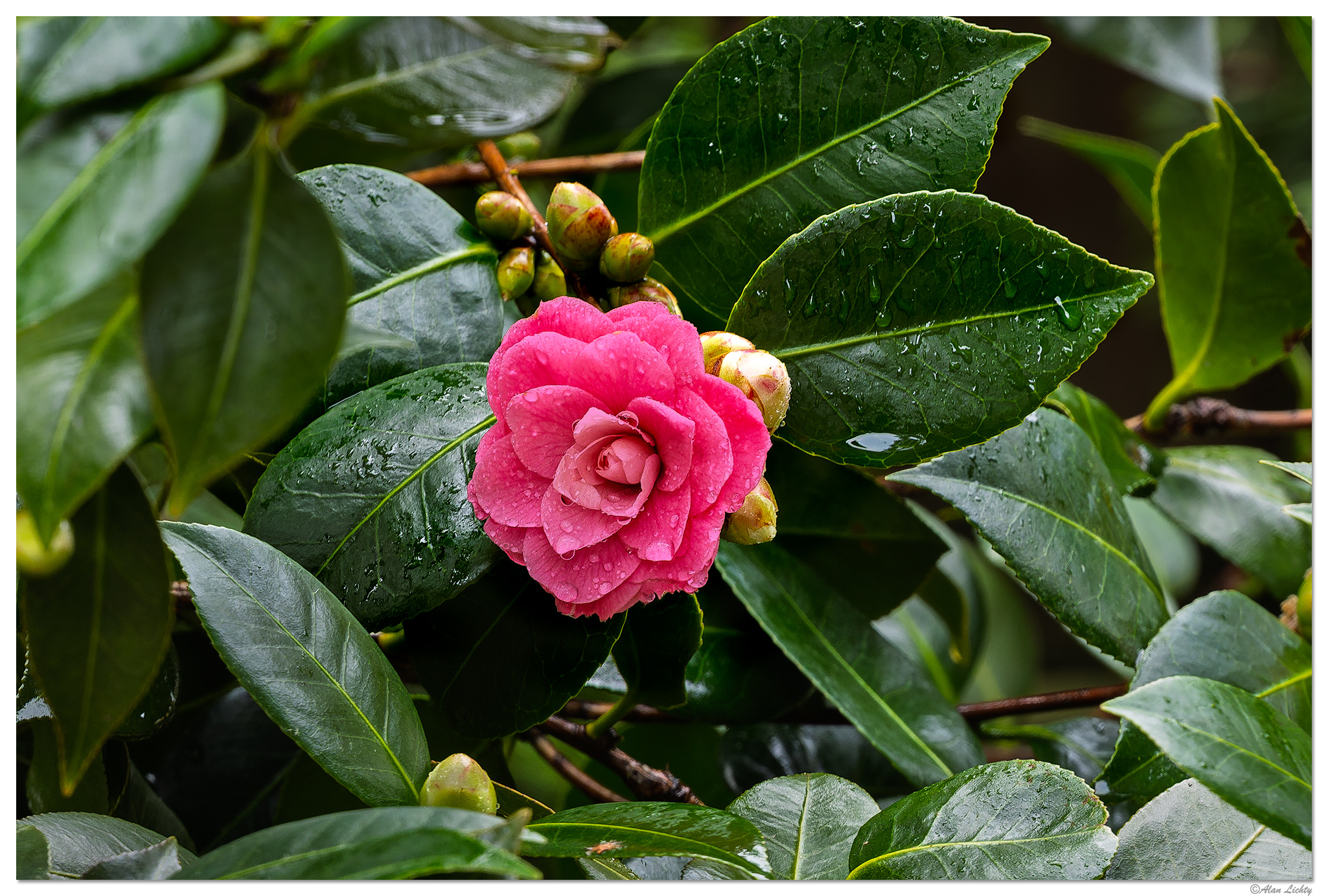 CR5m2_Camelia1032225.jpg