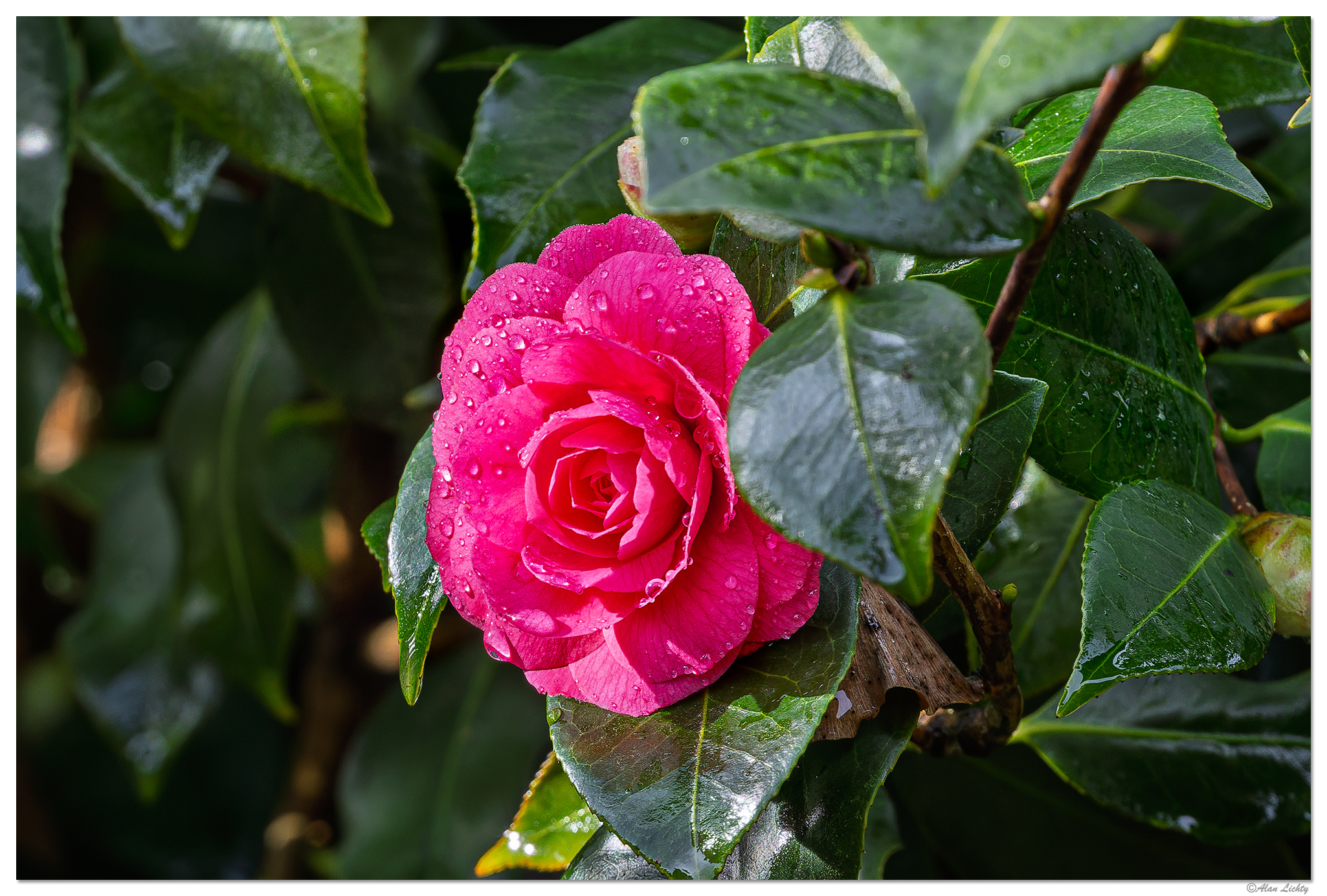 CR5m2_Camelia2032225.jpg
