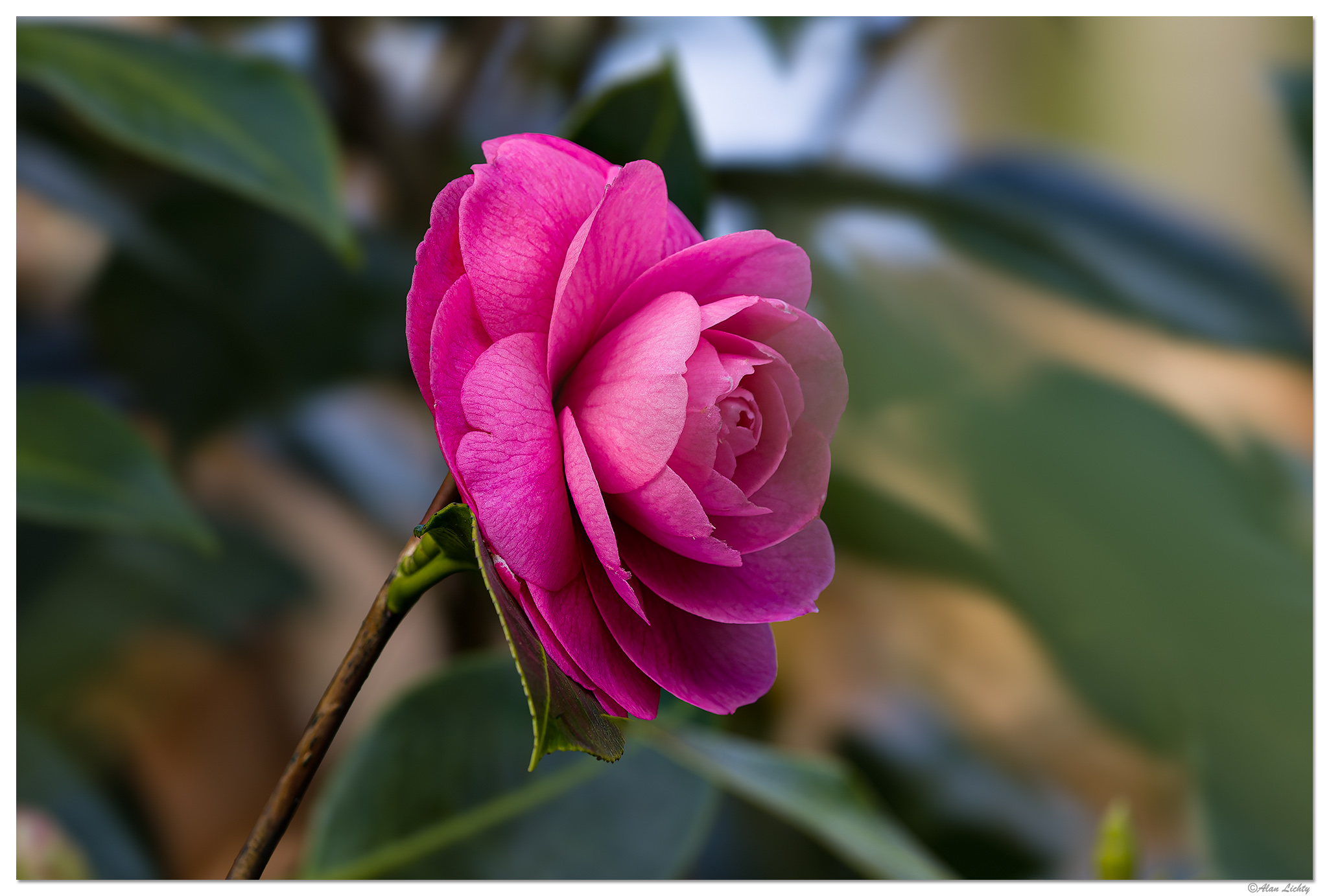 CR5m2_Camellia030126.jpg