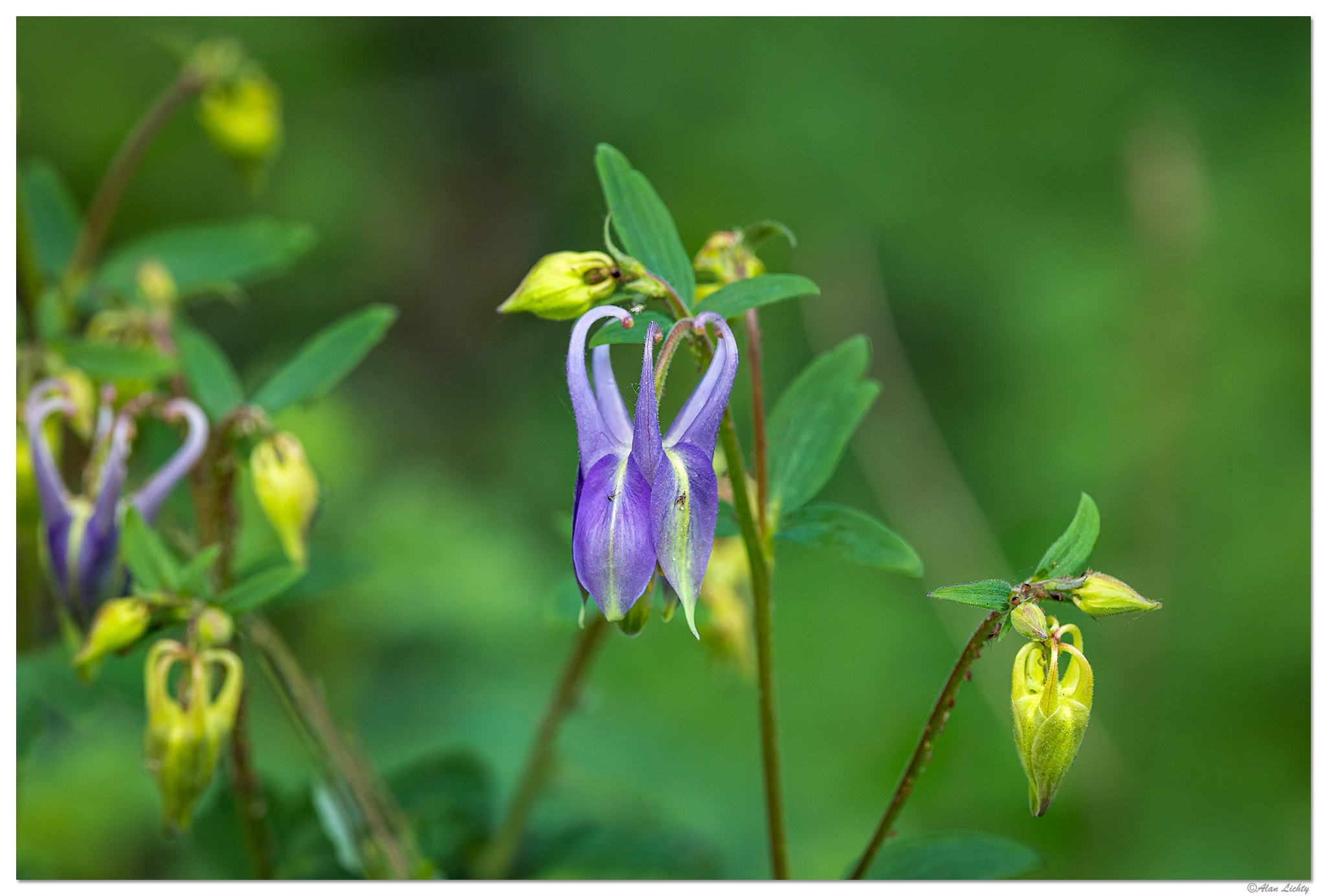 CR5m2_Columbine042825.jpg