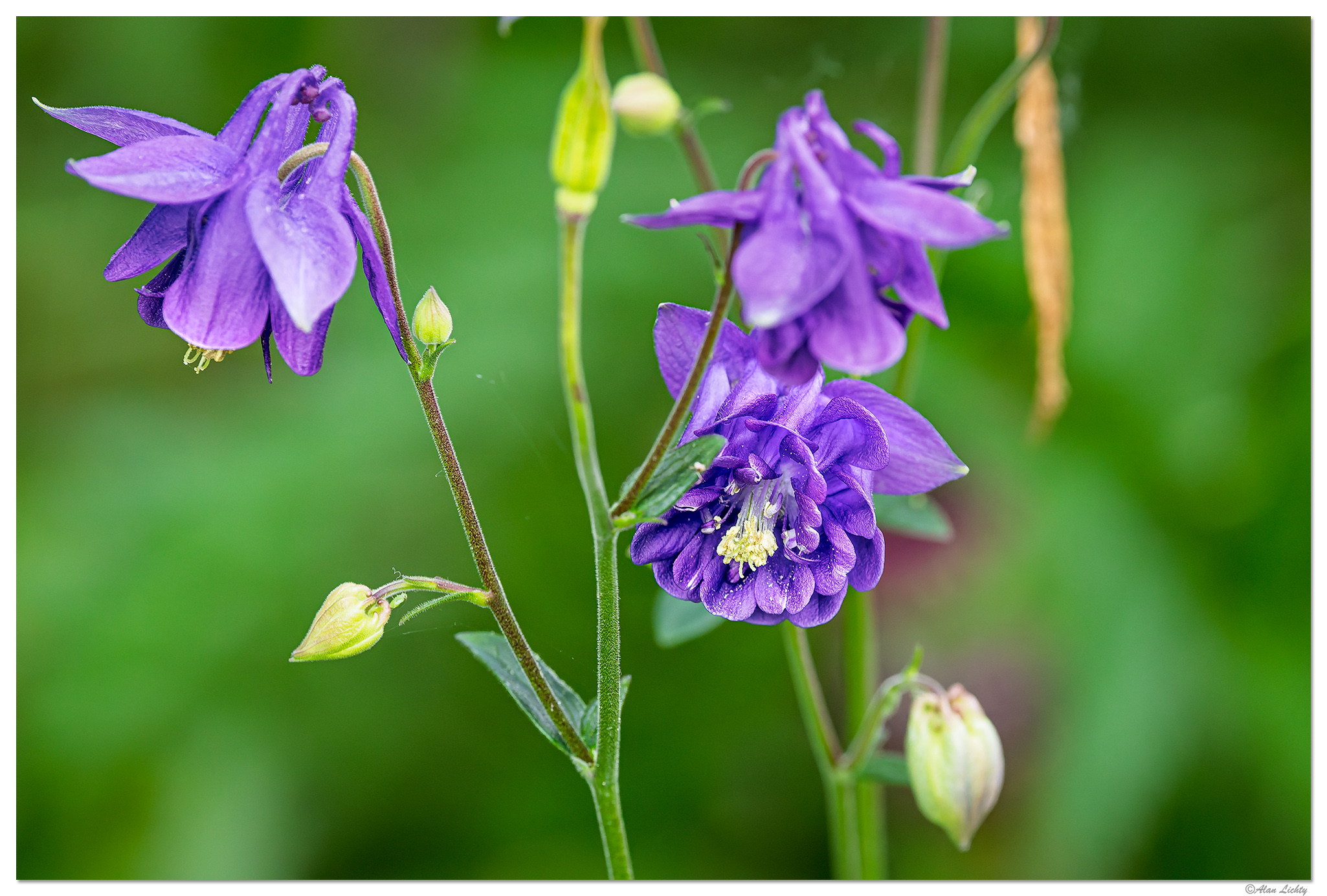 CR5m2_Columbine1051625.jpg