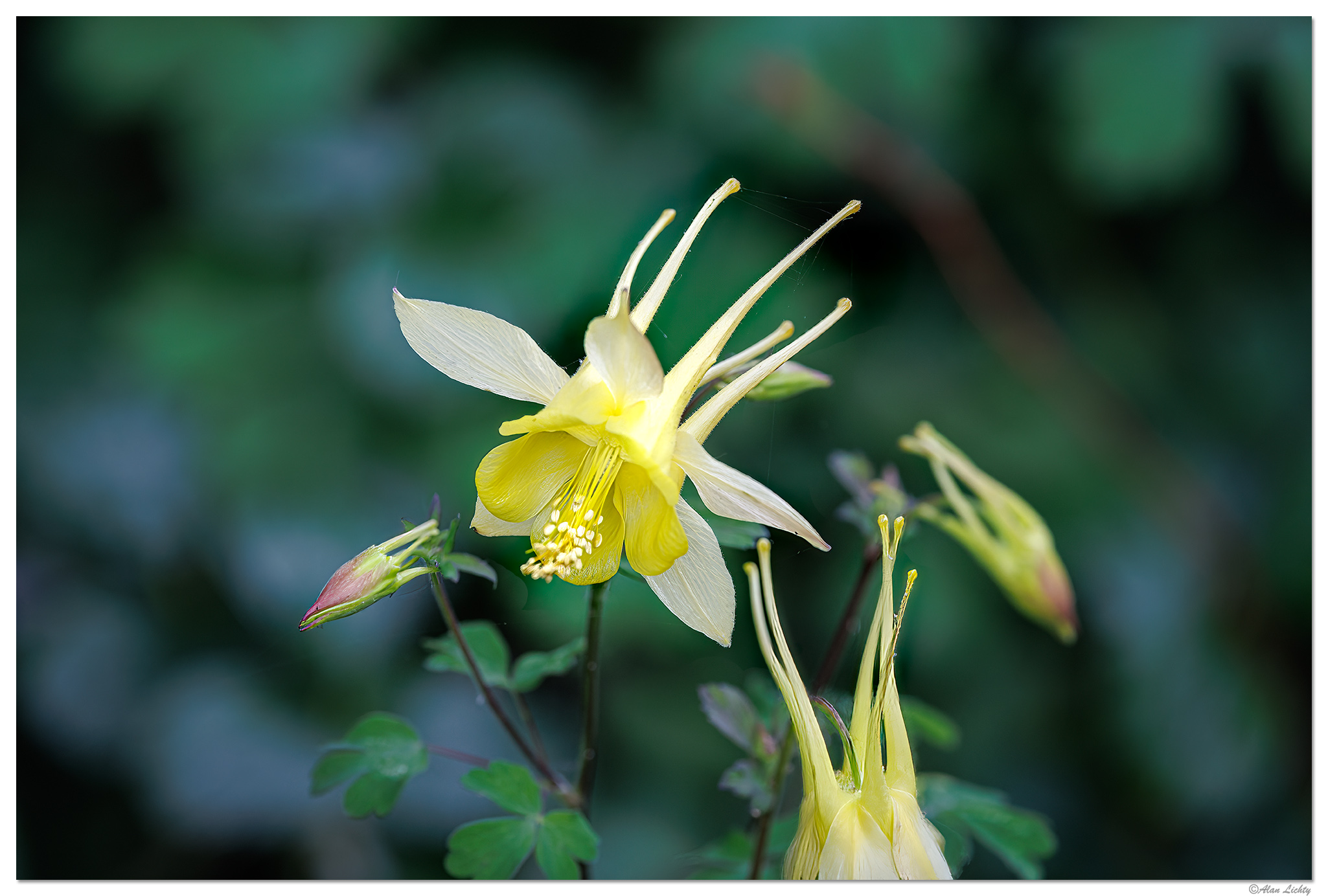 CR5m2_Columbine2051625.jpg