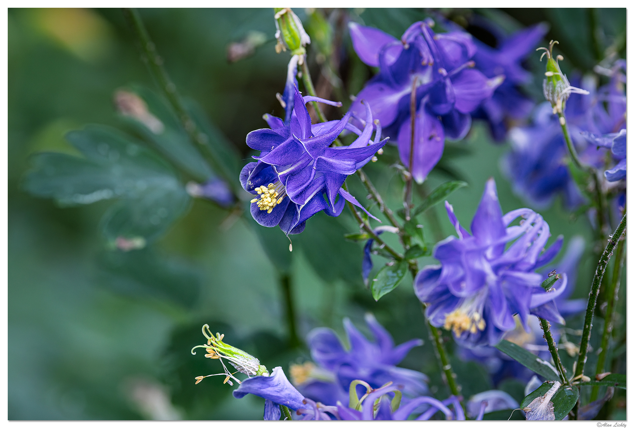 CR5m2_Columbine3051625.jpg