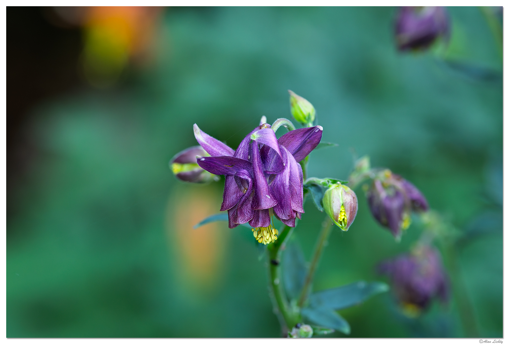 CR5m2_Columbine4051625.jpg