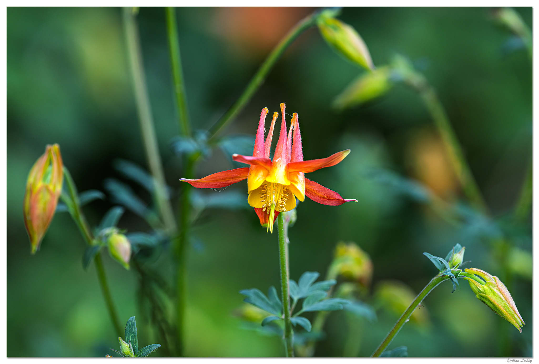 CR5m2_Columbine5051625.jpg