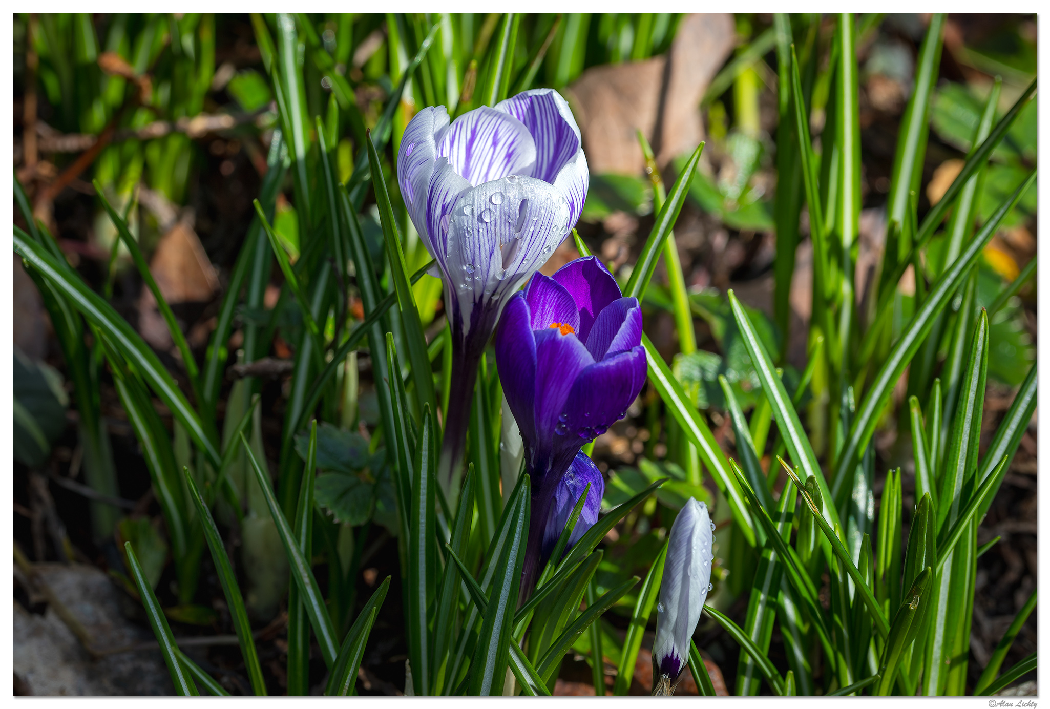 CR5m2_Crocus1022526.jpg